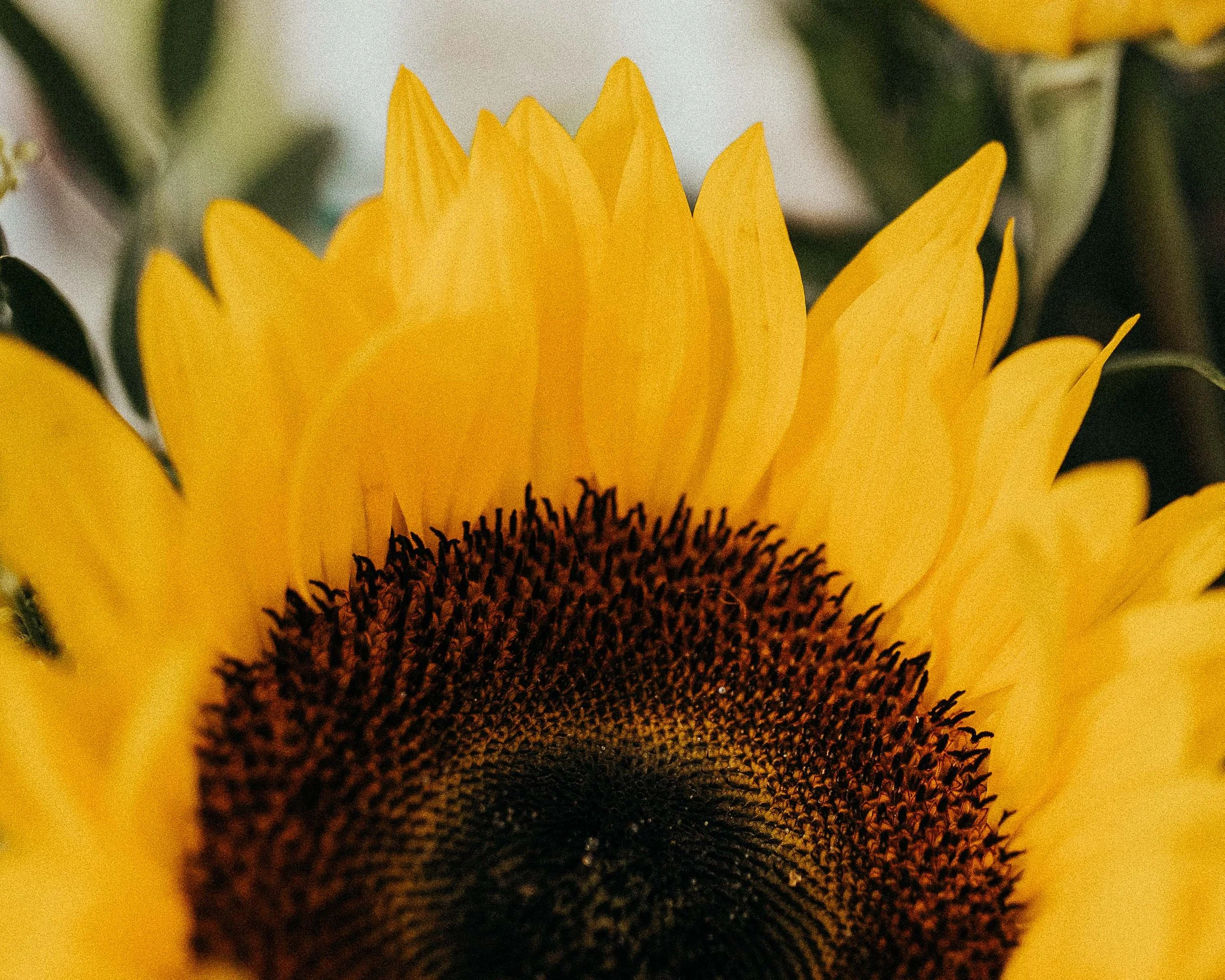 University Congregational Church | Wichita Wedding Photography | Columbia MO Wedding Photography | Liv Strange Photography | Columbia MO photography | Columbia Missouri photography |
Columbia Missouri Wedding photography | Columbia MO wedding photogr