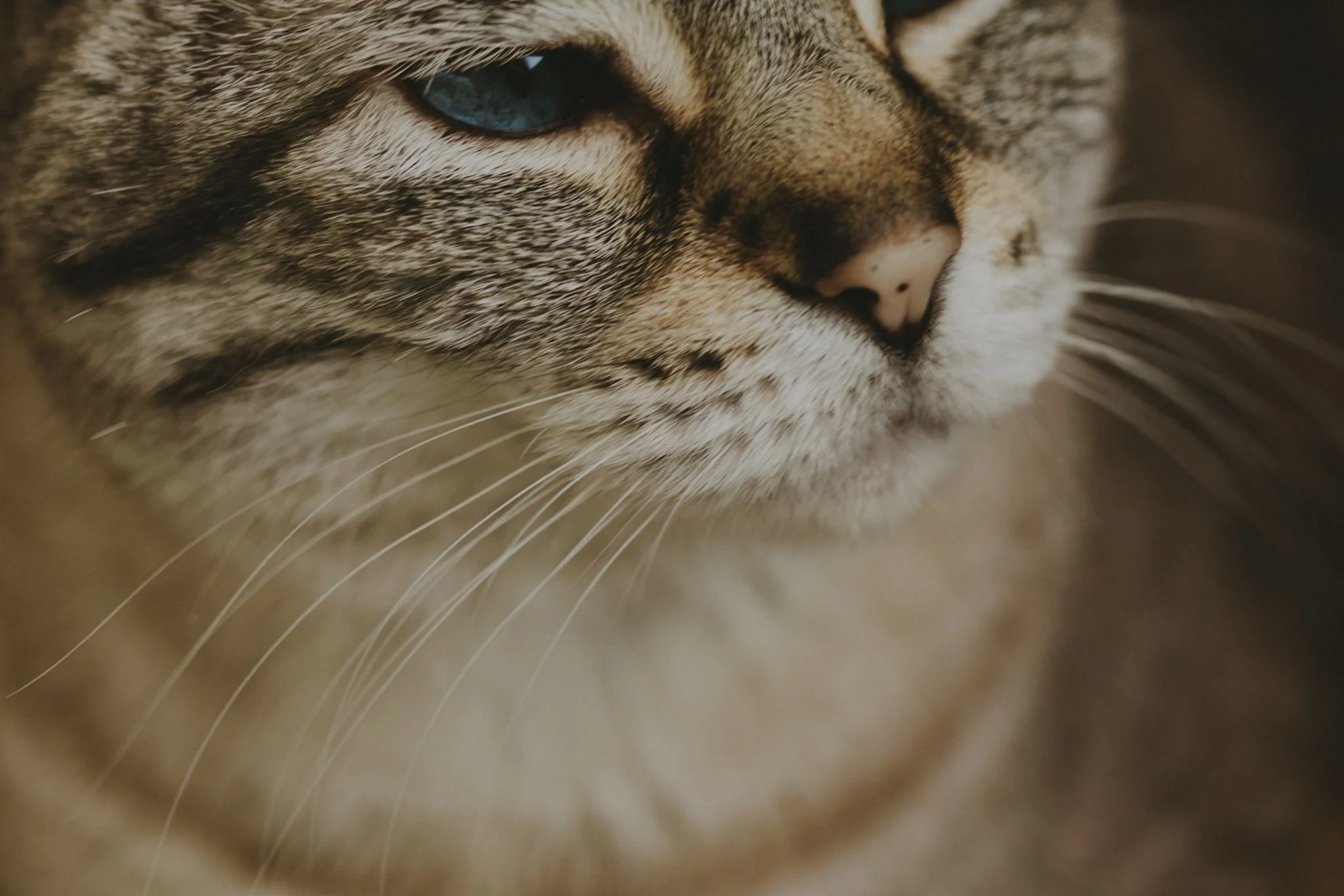 Columbia MO Pet Photography Maeve-4.jpg
