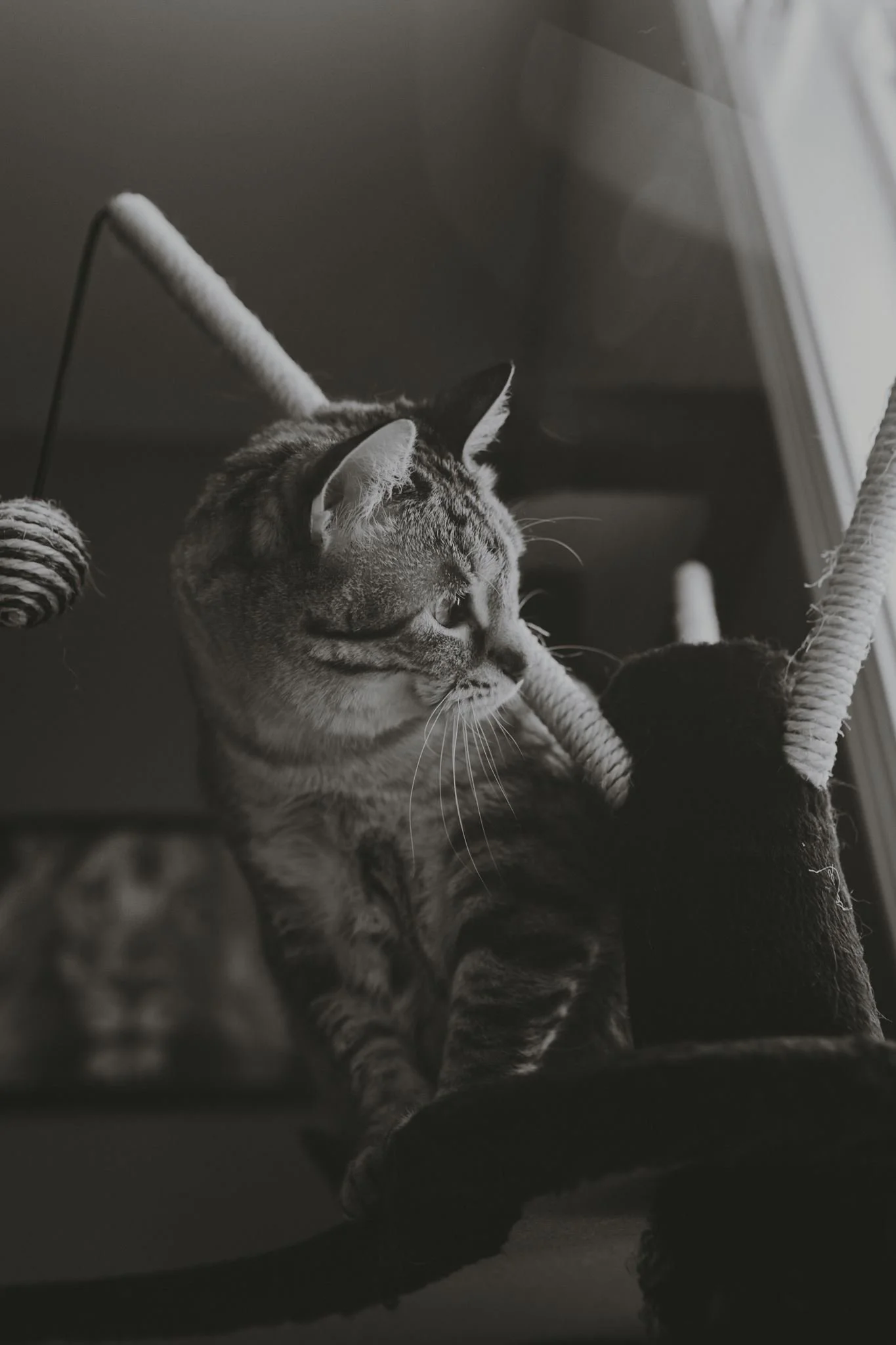 Columbia MO Pet Photography Maeve-24.jpg
