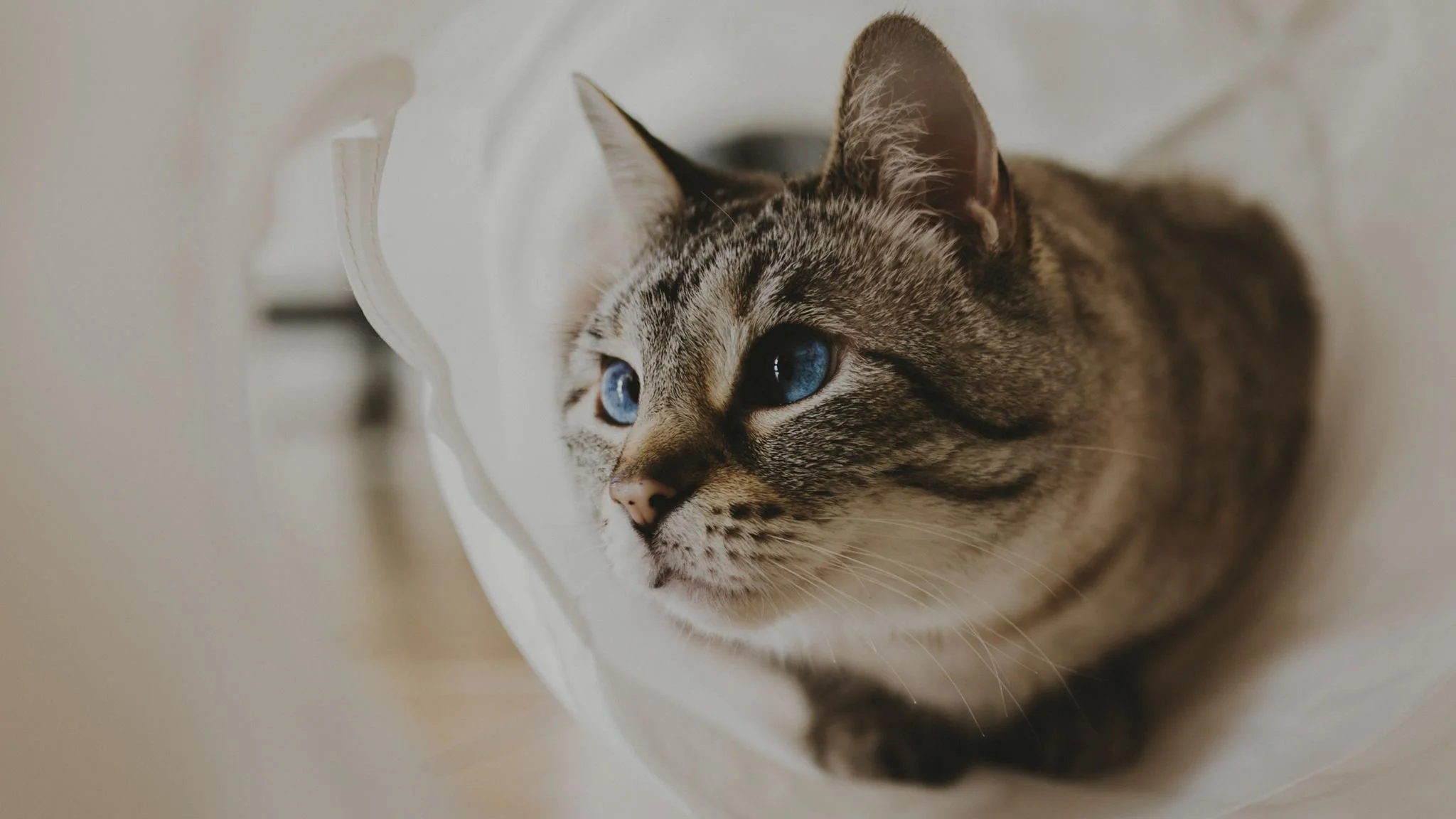 Columbia MO Pet Photography Maeve-15.jpg