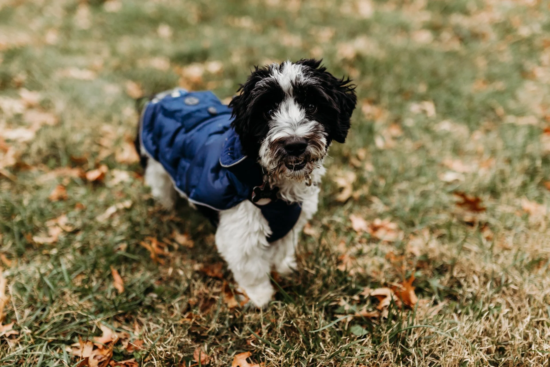 A black and white fluffy dog wearing a blue jacket standing on a grassy area with fallen leaves.