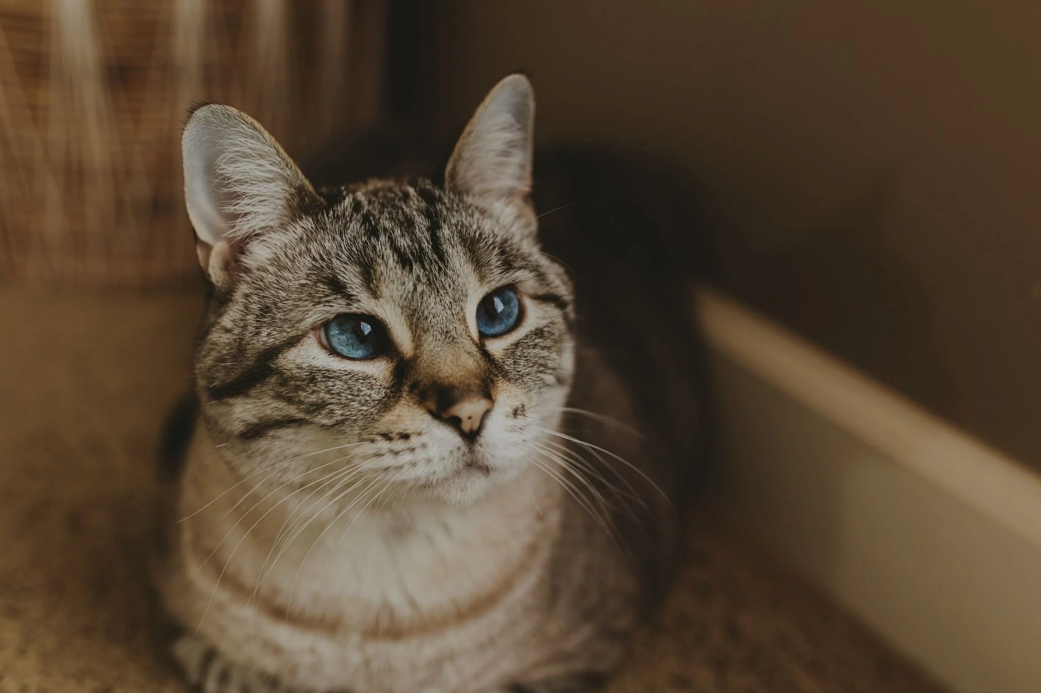 Columbia MO Pet Photography Maeve-3.jpg