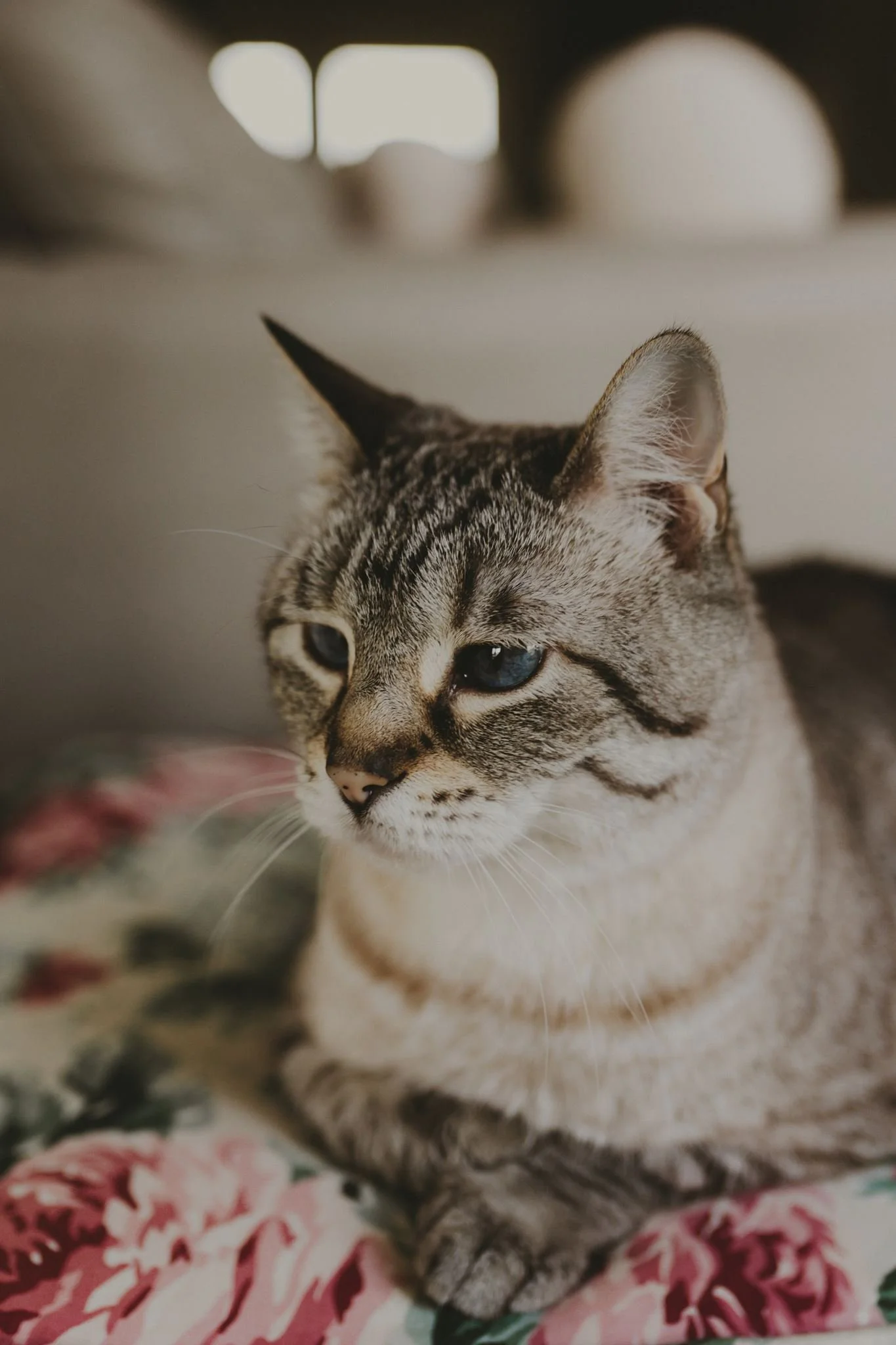 Columbia MO Pet Photography Maeve-17.jpg