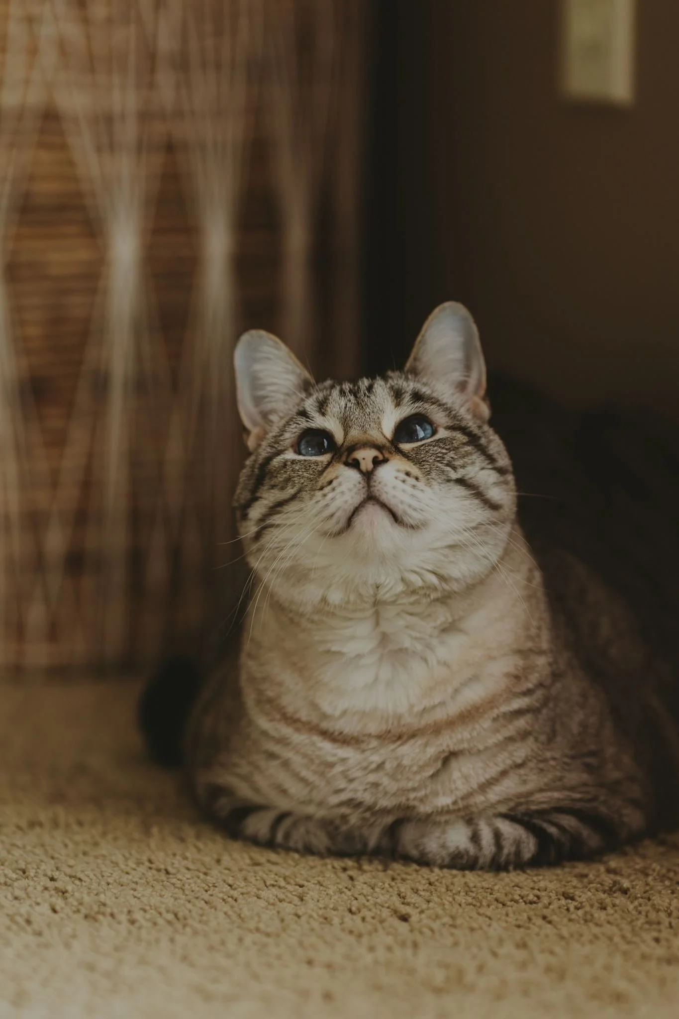 Columbia MO Pet Photography Maeve-1.jpg