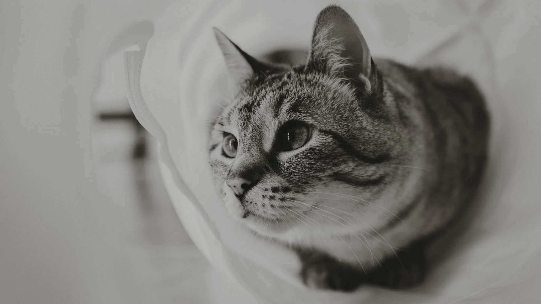 Columbia MO Pet Photography Maeve-16.jpg