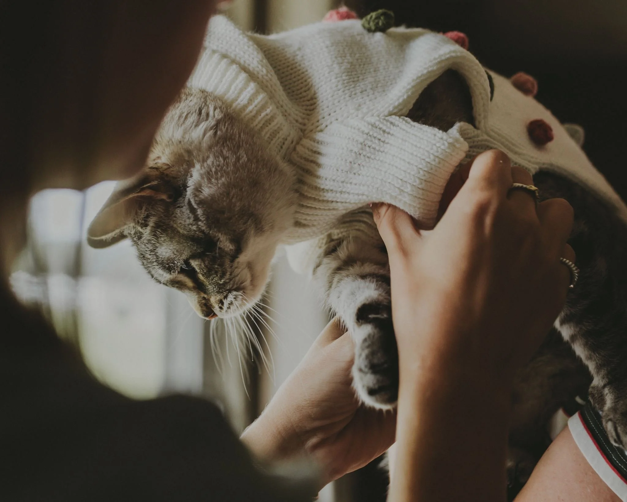 Columbia MO Pet Photography Maeve-42.jpg