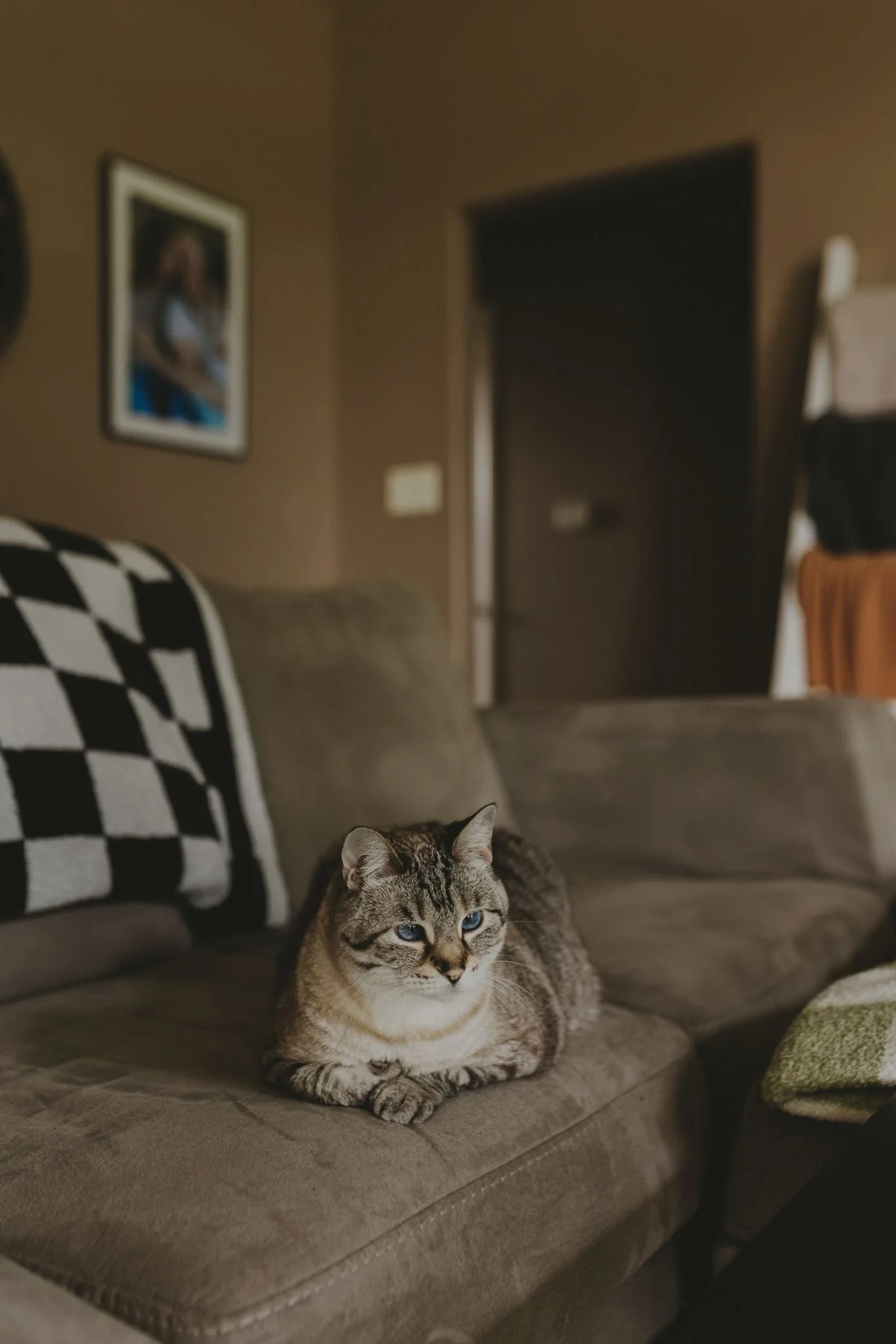 Columbia MO Pet Photography Maeve-14.jpg