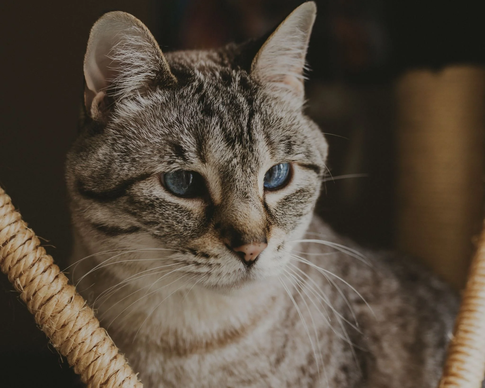 Columbia MO Pet Photography Maeve-22.jpg