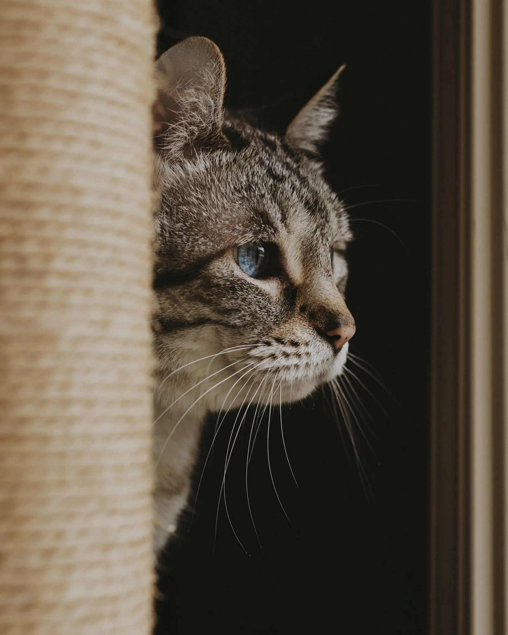 Columbia MO Pet Photography Maeve-27.jpg