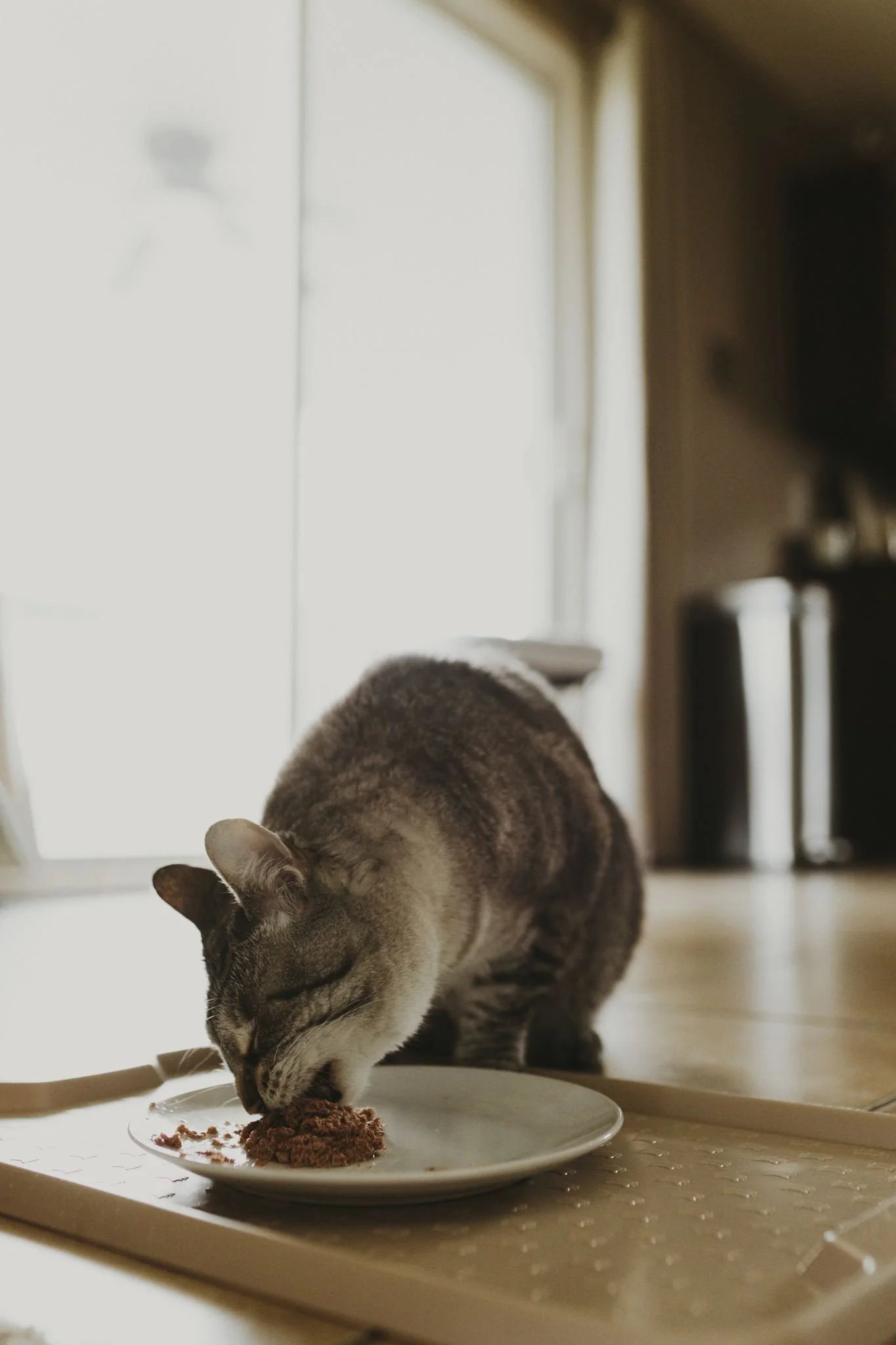 Columbia MO Pet Photography Maeve-38.jpg