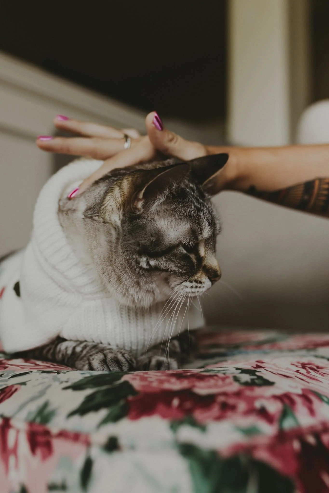 Columbia MO Pet Photography Maeve-44.jpg