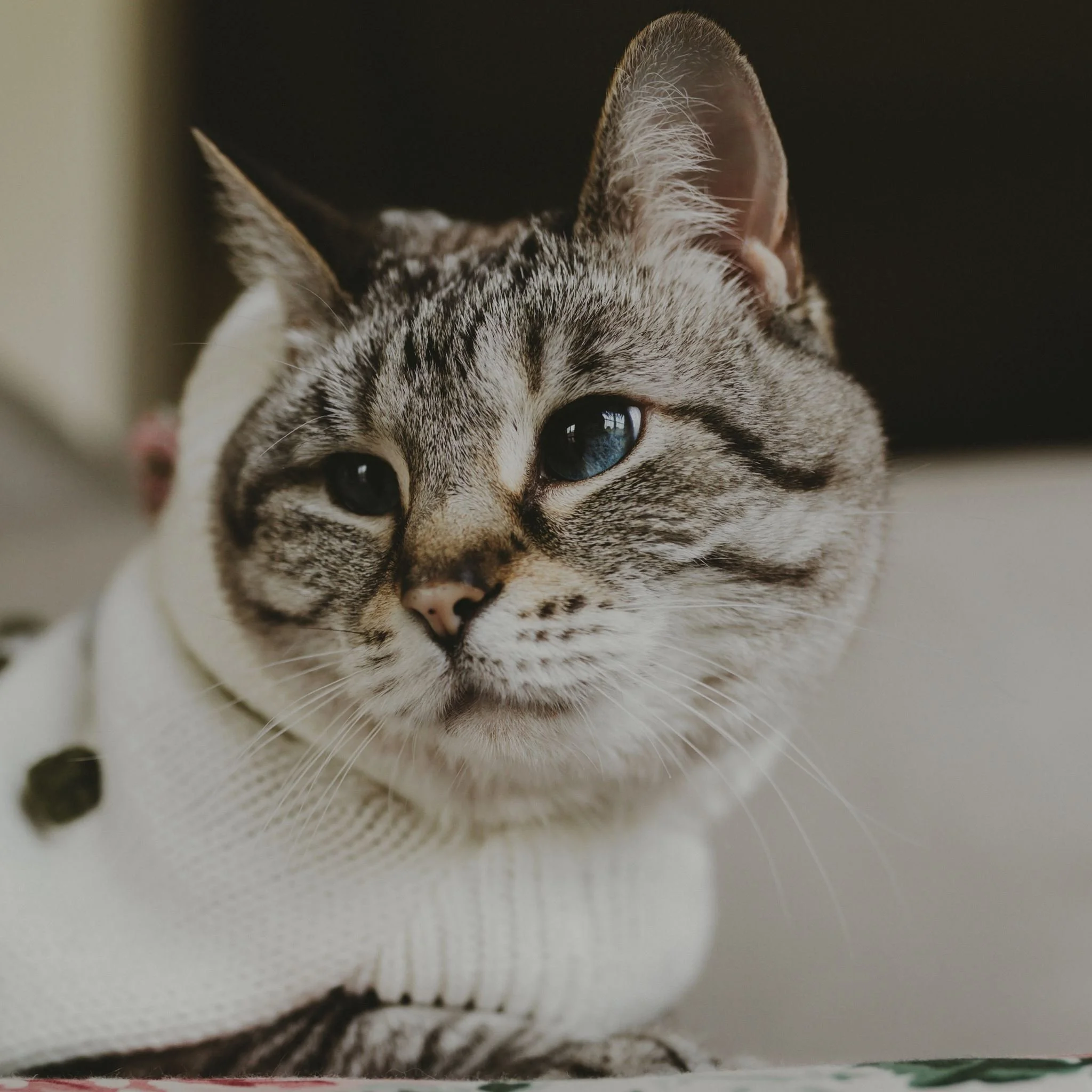 Columbia MO Pet Photography Maeve-43.jpg
