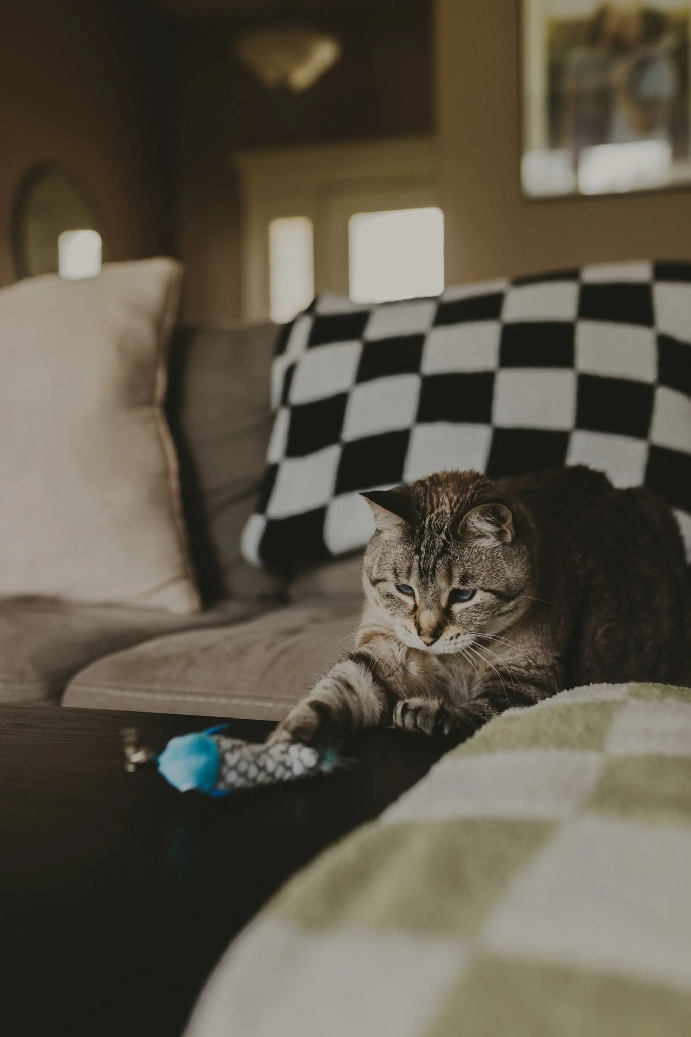 Columbia MO Pet Photography Maeve-13.jpg