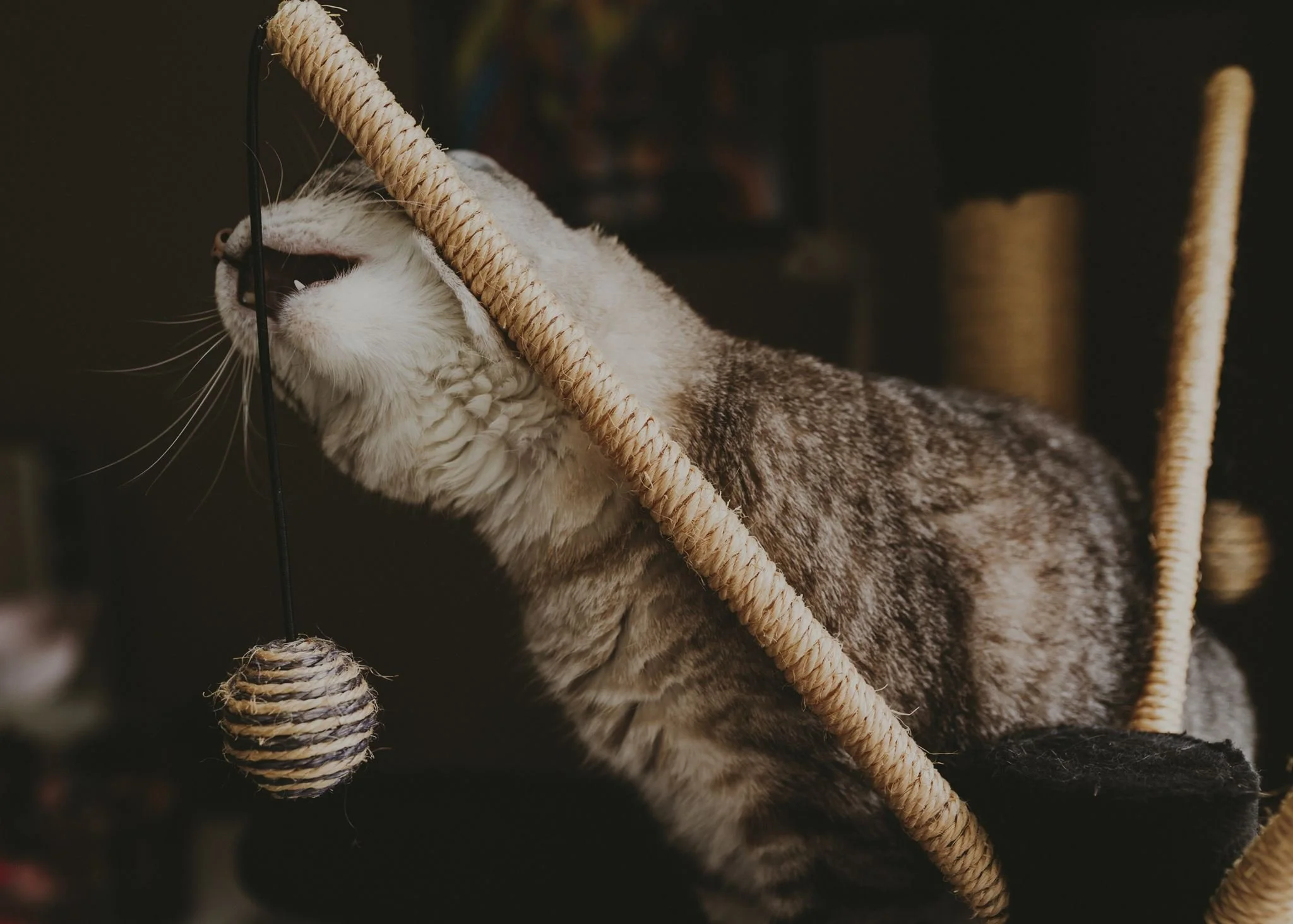 Columbia MO Pet Photography Maeve-20.jpg