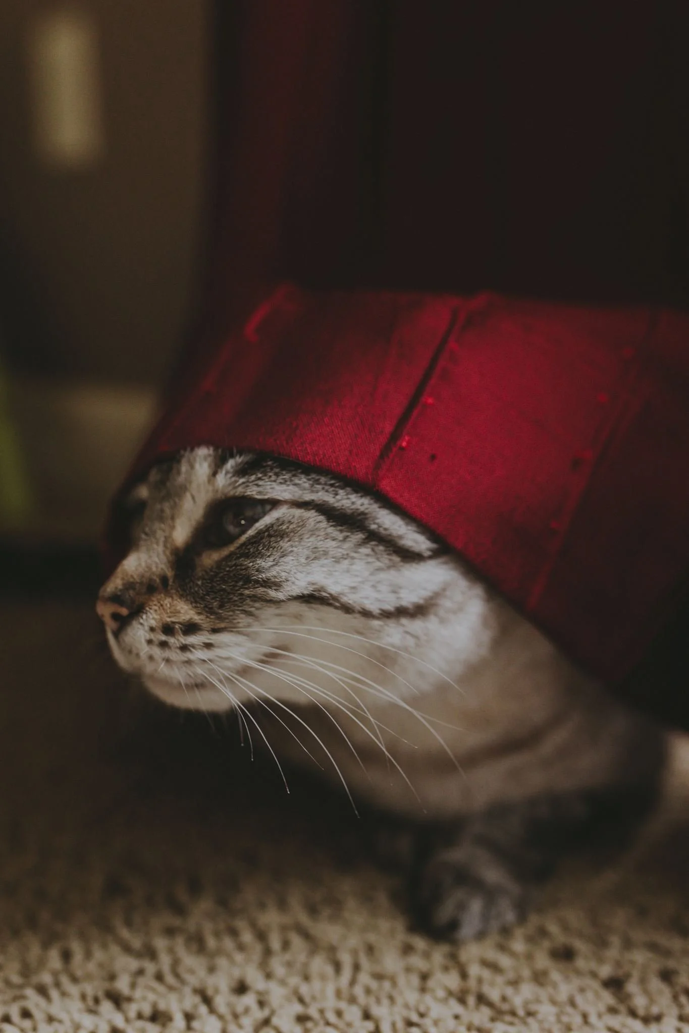 Columbia MO Pet Photography Maeve-28.jpg