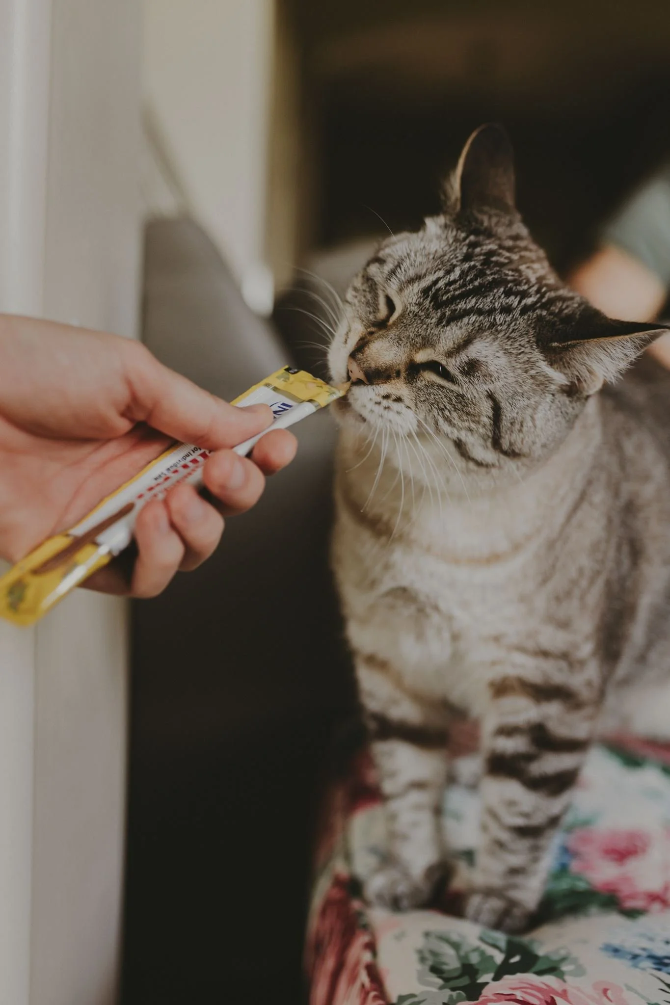 Columbia MO Pet Photography Maeve-19.jpg