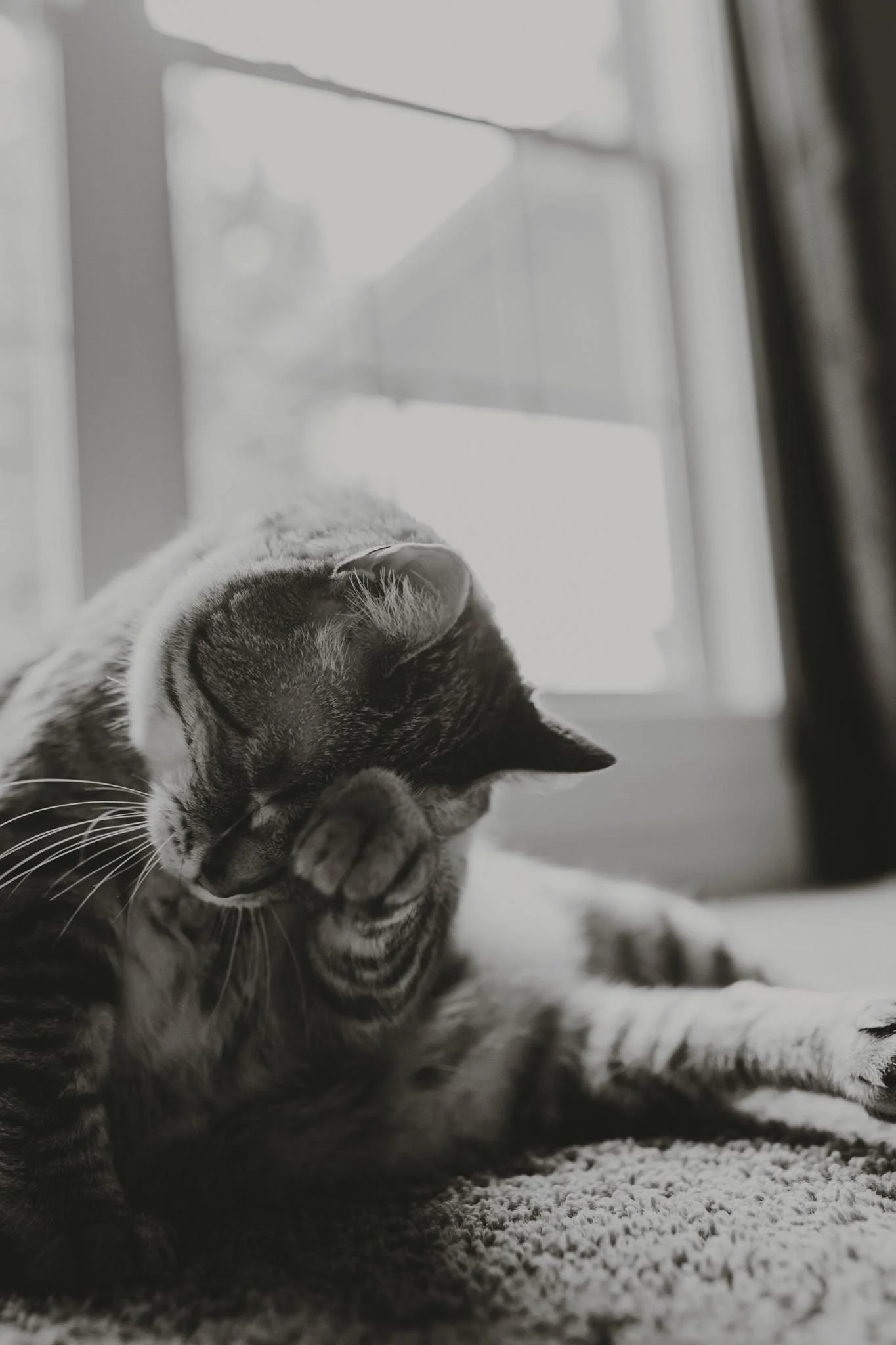 Columbia MO Pet Photography Maeve-48.jpg