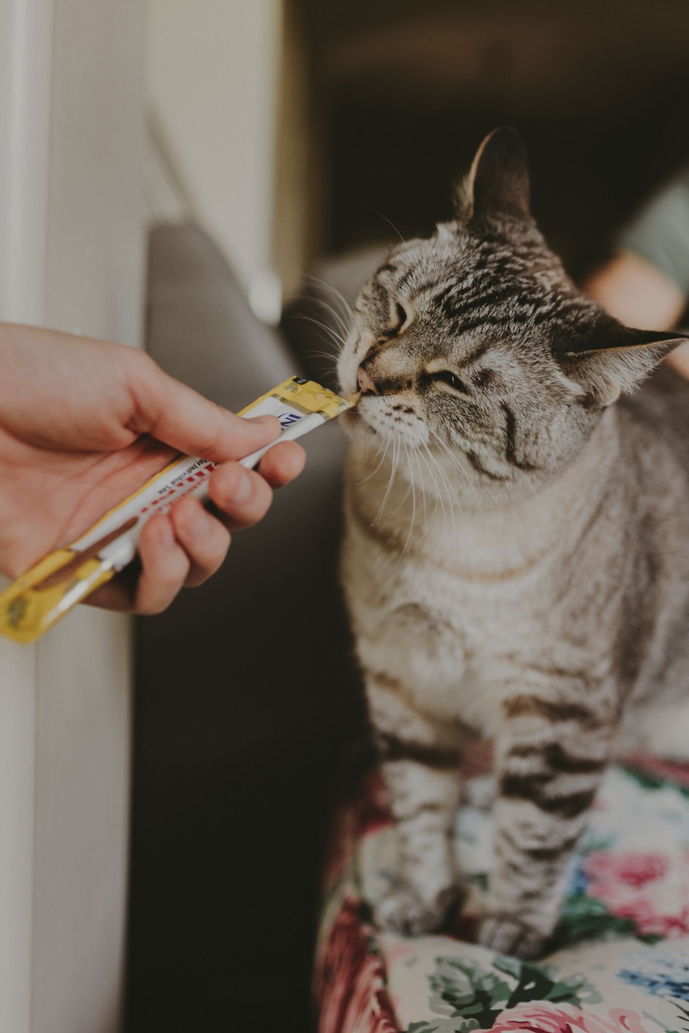 Columbia MO Pet Photography Maeve-19.jpg