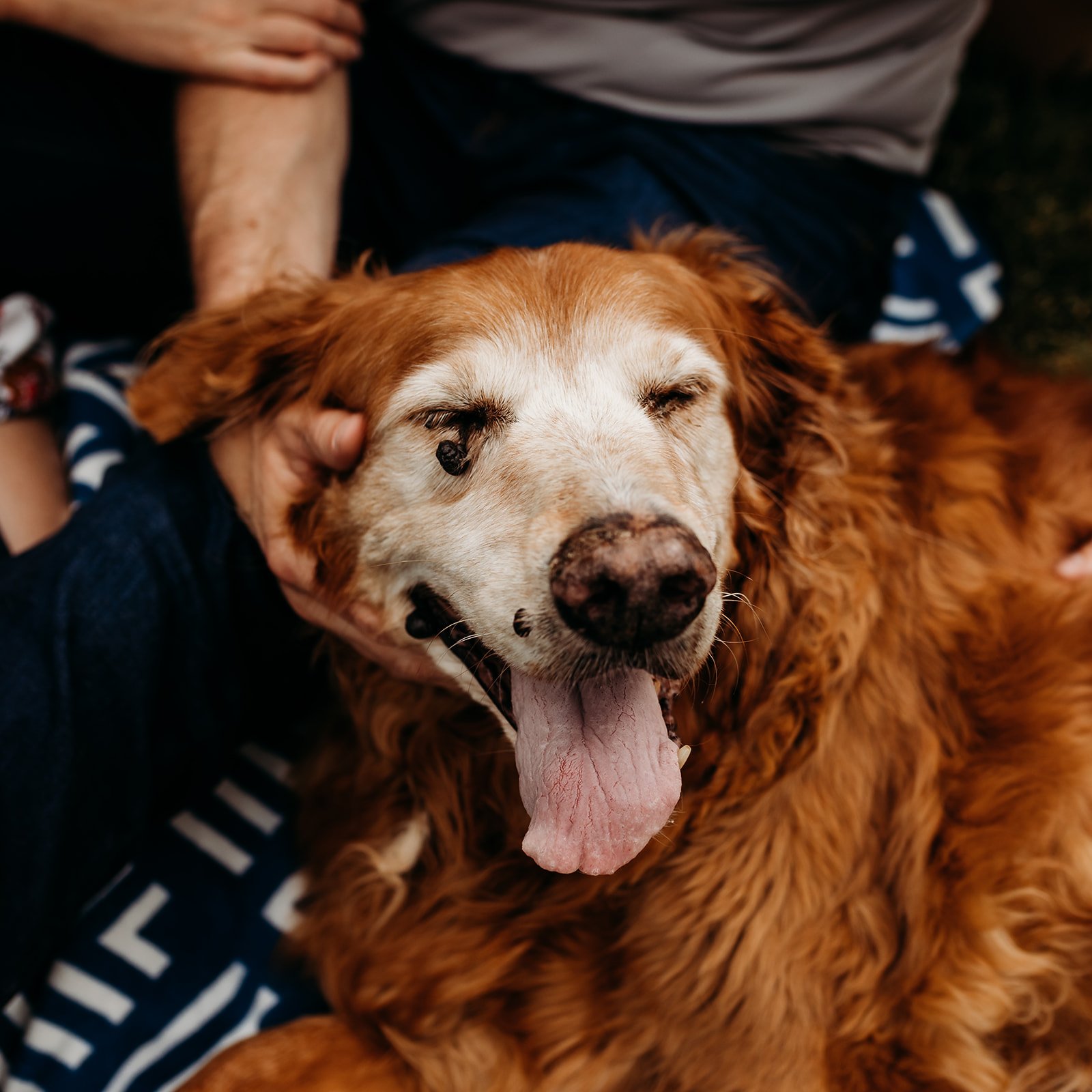 columbia-mo-pet-photography-6.jpg