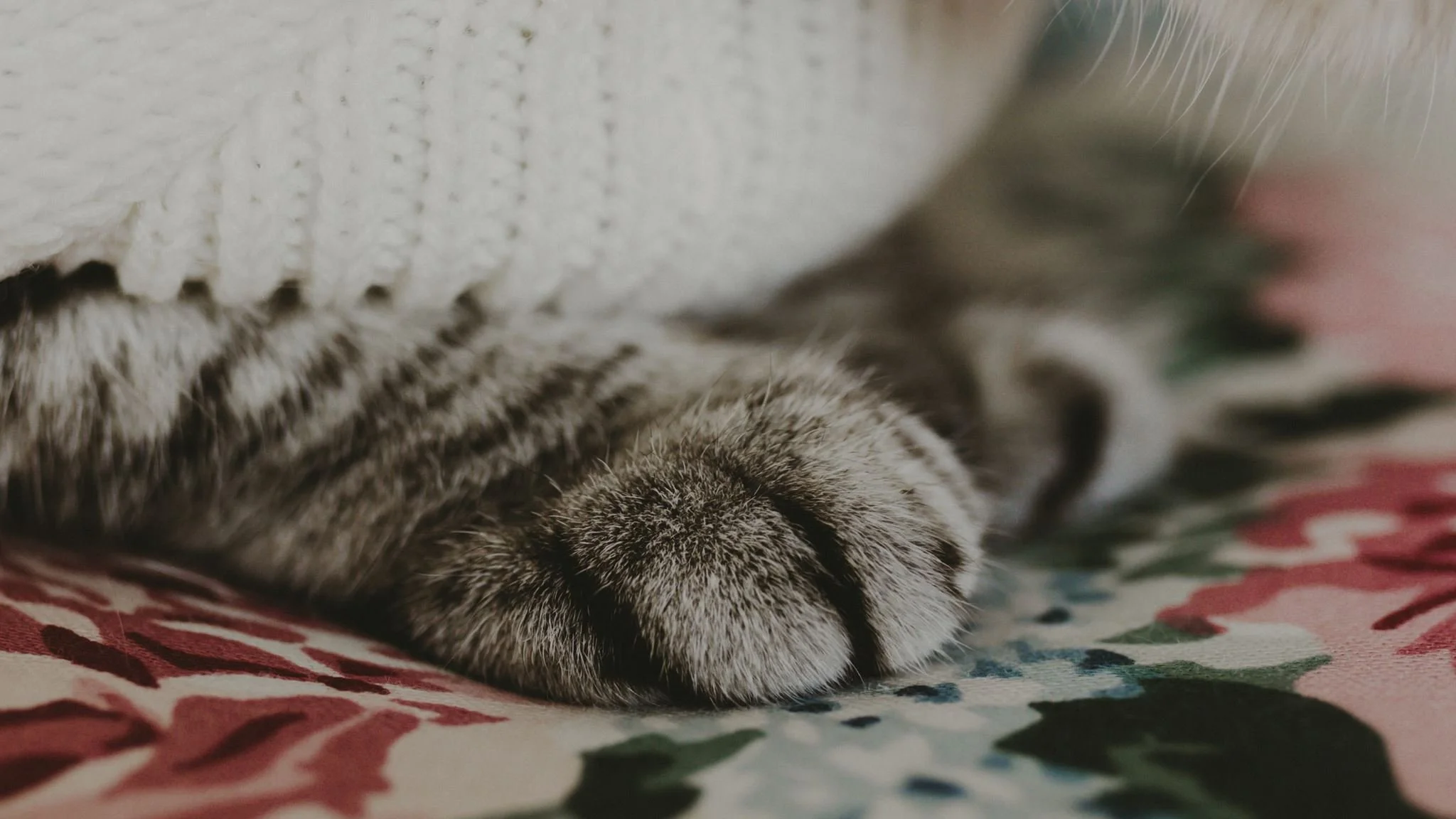 Columbia MO Pet Photography Maeve-46.jpg