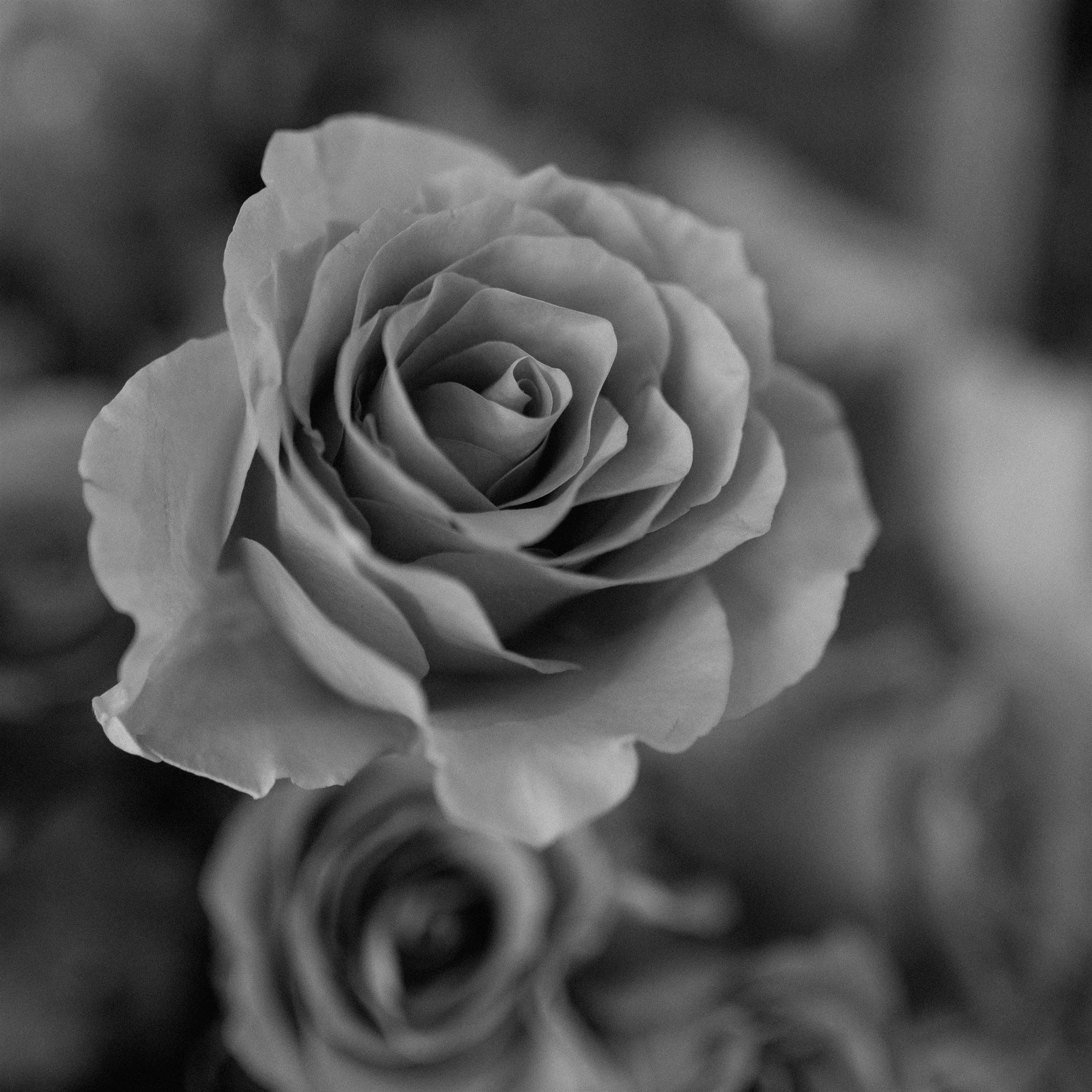 Atrium on Tenth Spring Wedding Styled Shoot-62.jpg