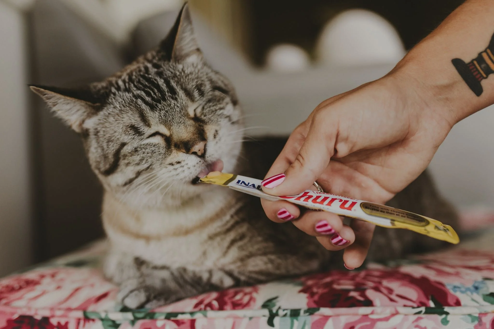 Columbia MO Pet Photography Maeve-18.jpg