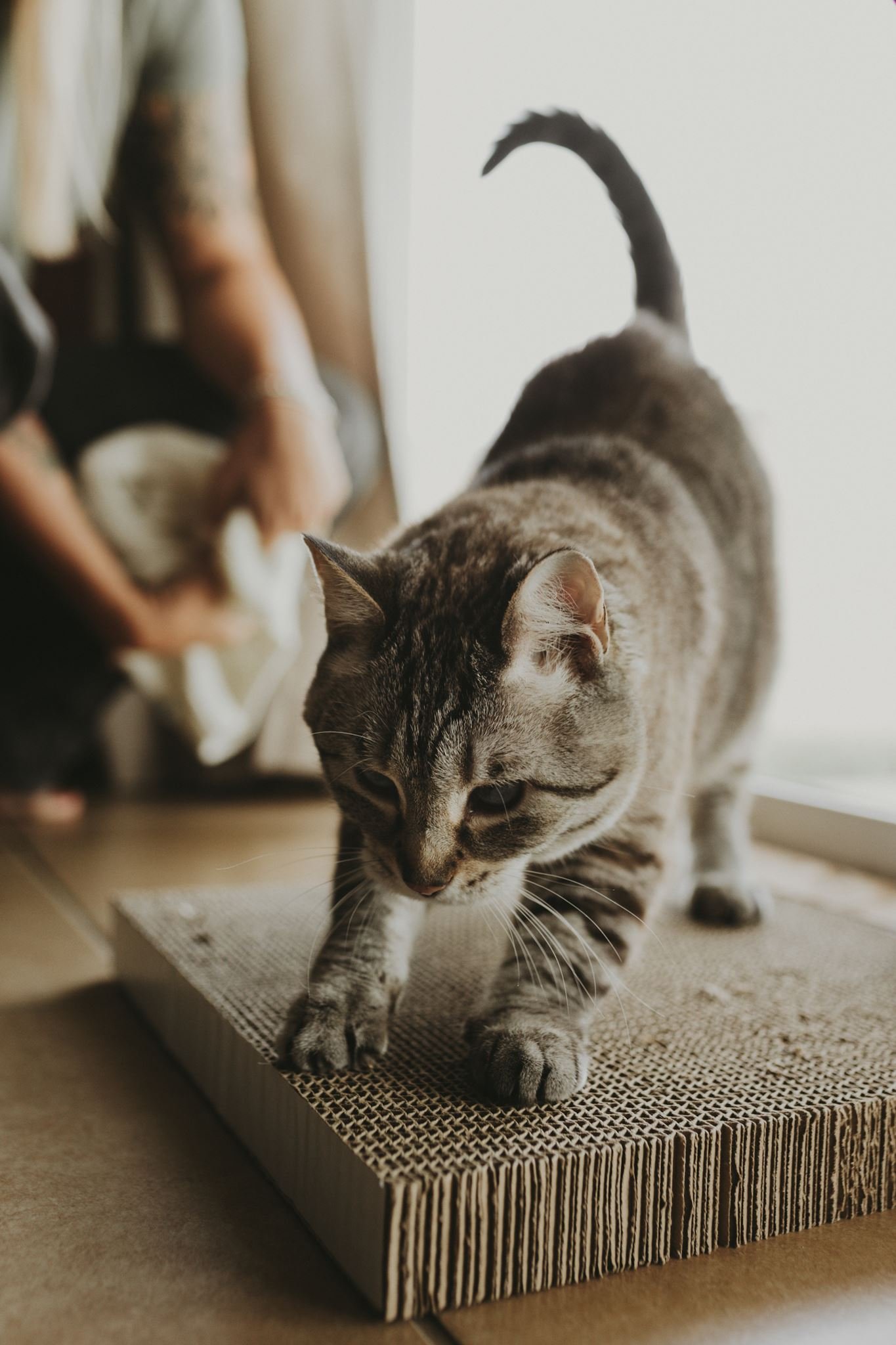 Columbia MO Pet Photography Maeve-40.jpg