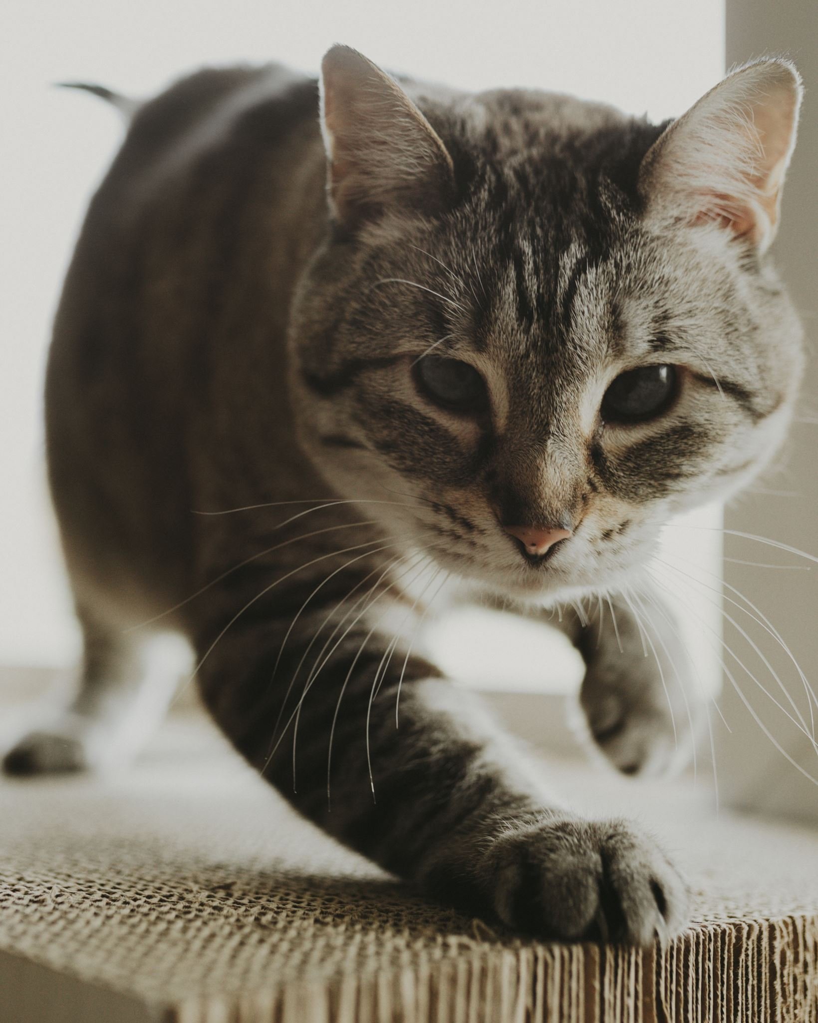 Columbia MO Pet Photography Maeve-41.jpg