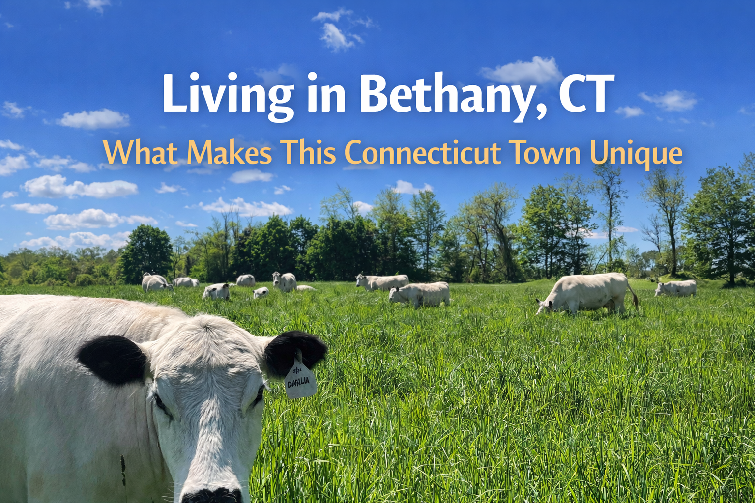 Living in Bethany, CT: What Makes This Town So Unique?
