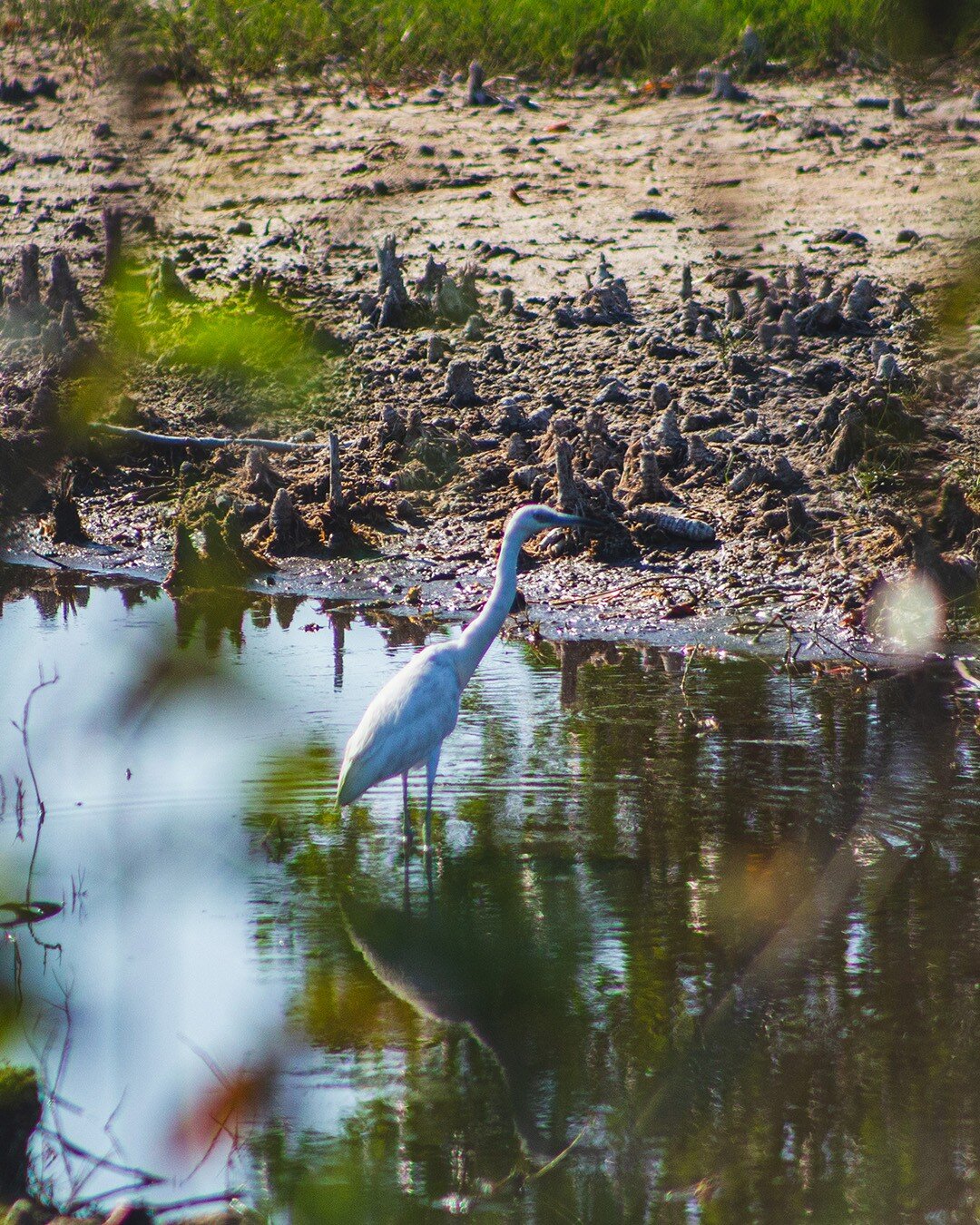 Had a chance to visit Marsh Trail at Ten Thousand Islands Wildlife Refuge. It was great to just enjoy the nature and observe all the animals in their habitat. What are other good places in Naples for wildlife photography?

#wildlifephotograpy #animal