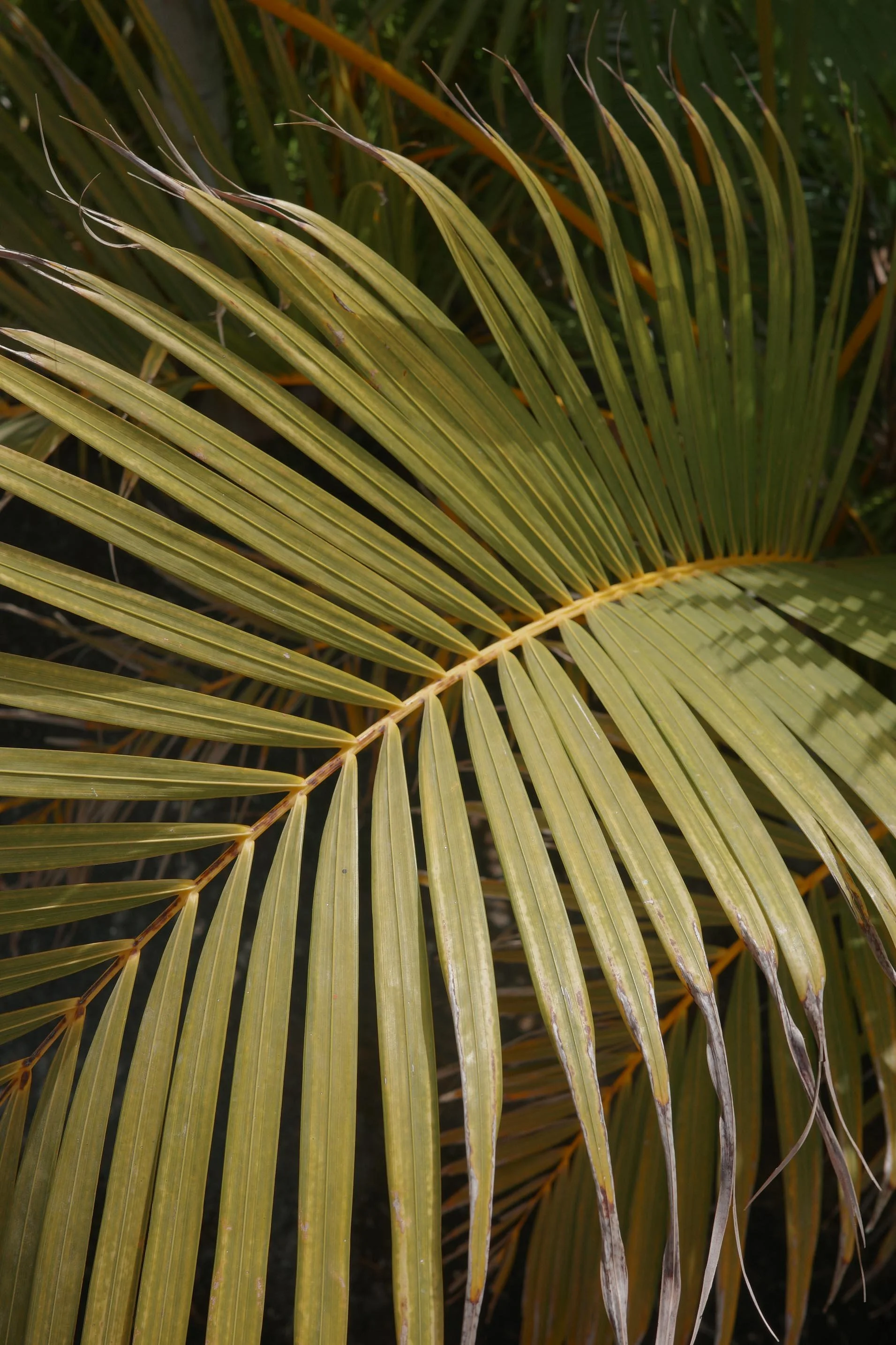 BC-OCT-JHP-0004184.jpg