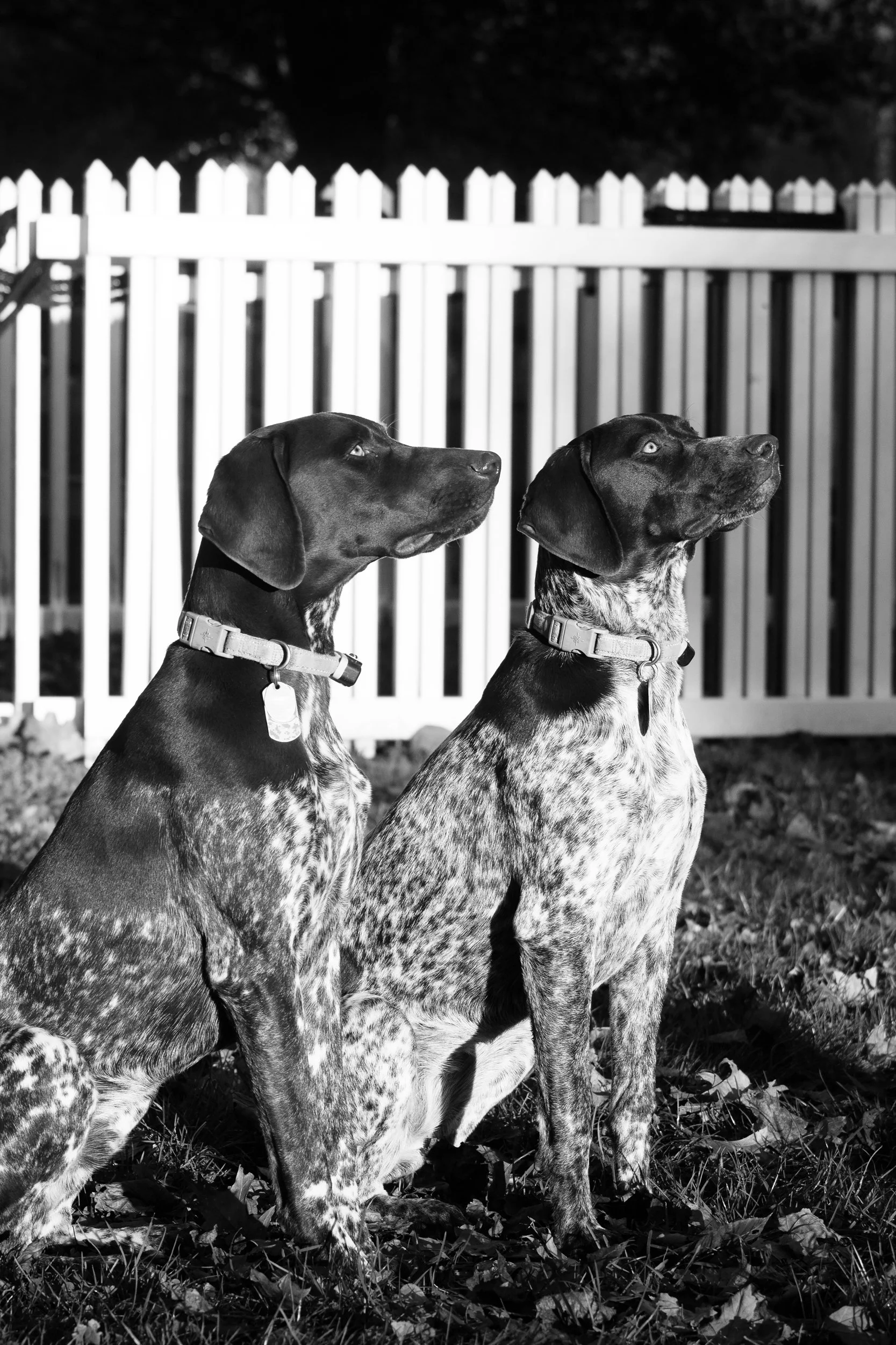 Brodie and Sadie 24x36.jpeg