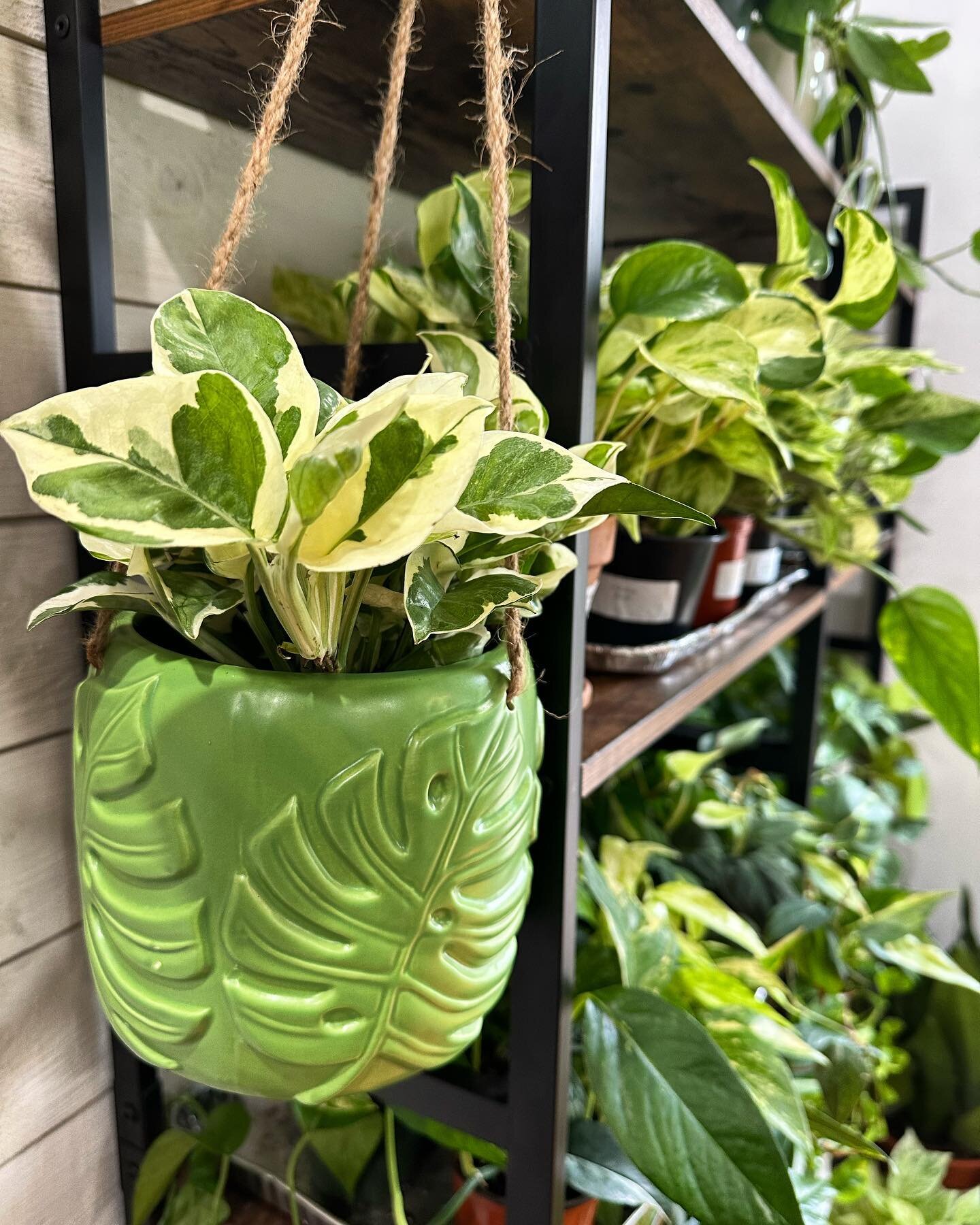 We made it to the weekend y&rsquo;all 💚
#plantsmakepeoplehappy #plantsofinstagram #curlyruplants