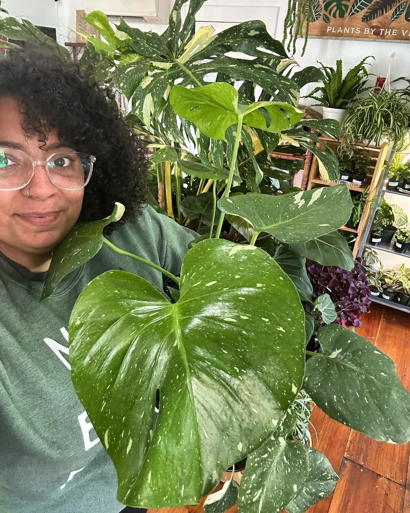 Happy Friday! 
@plants_by_the_pool is running a special on Thai Constellations this weekend only!! 🤗🪴💕
&bull;
&bull;
&bull;
#monstera #monstera #monsterathaiconstellation #plantsmakepeoplehappy #plantsofinstagram #plantsbythepool #plantsbythevilla