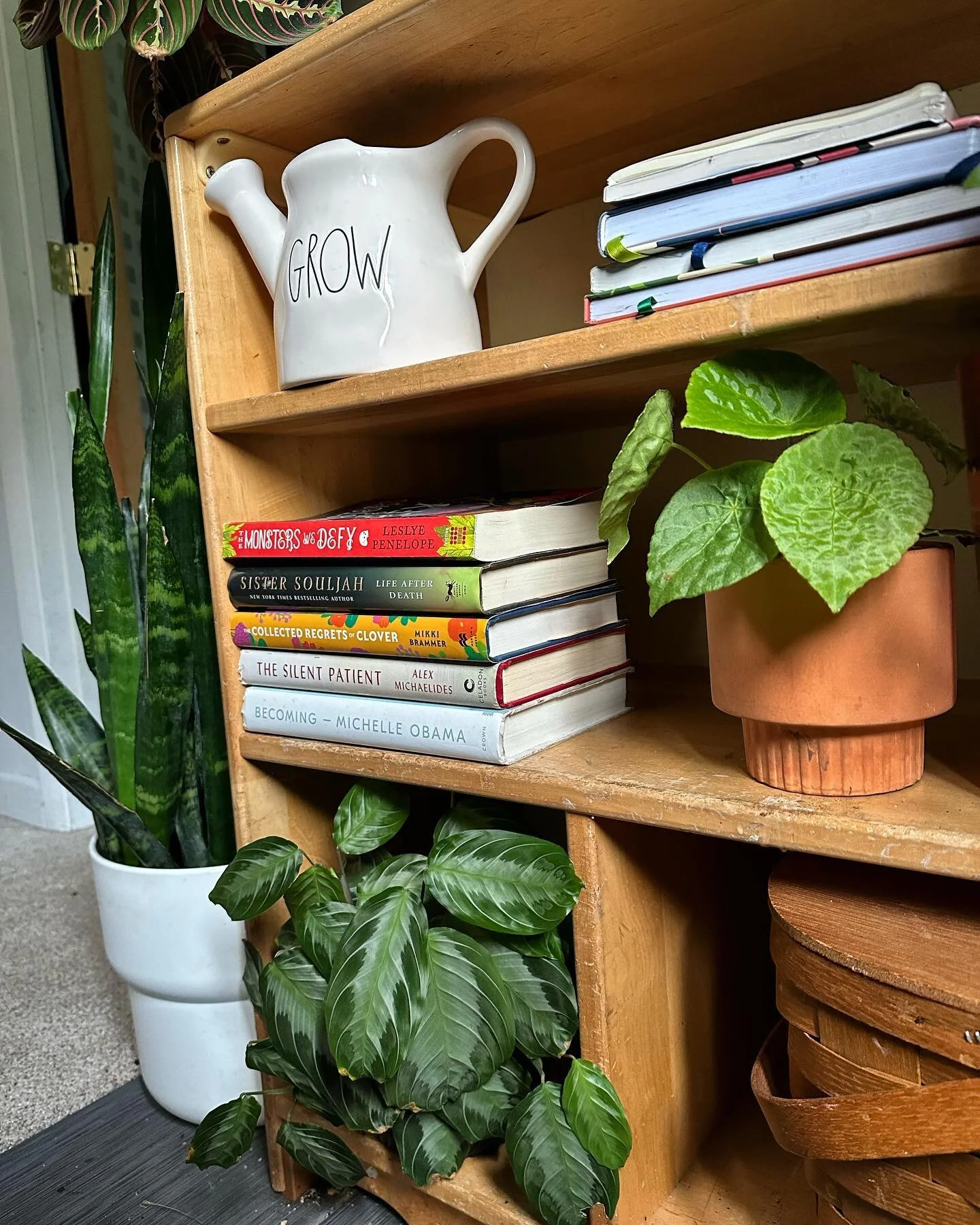 I&rsquo;ve been obsessed with this Begonia Natunaensis since @plants_by_the_pool got it in stock. The leaves are iridescent + she&rsquo;s been so chill in room humidity (iykyk) 😍 &bull;
&bull;
&bull;
#begonia #begonianatunaensis #plantsmakepeoplehap