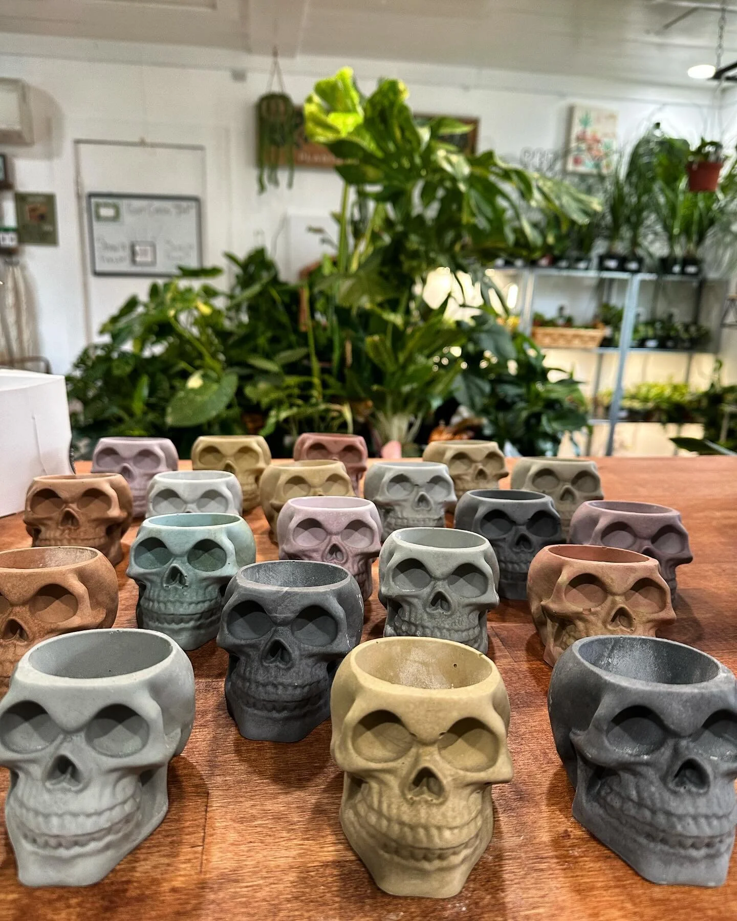 Staff meetings at @plants_by_the_pool  be like&hellip; 💀🌱
&bull;
&bull;
&bull;
#plants #plantmom #plantsofinstagram #plantsmakepeoplehappy #skull #spookyseason #spookyseason #plantsbythevillage #curlyruplants