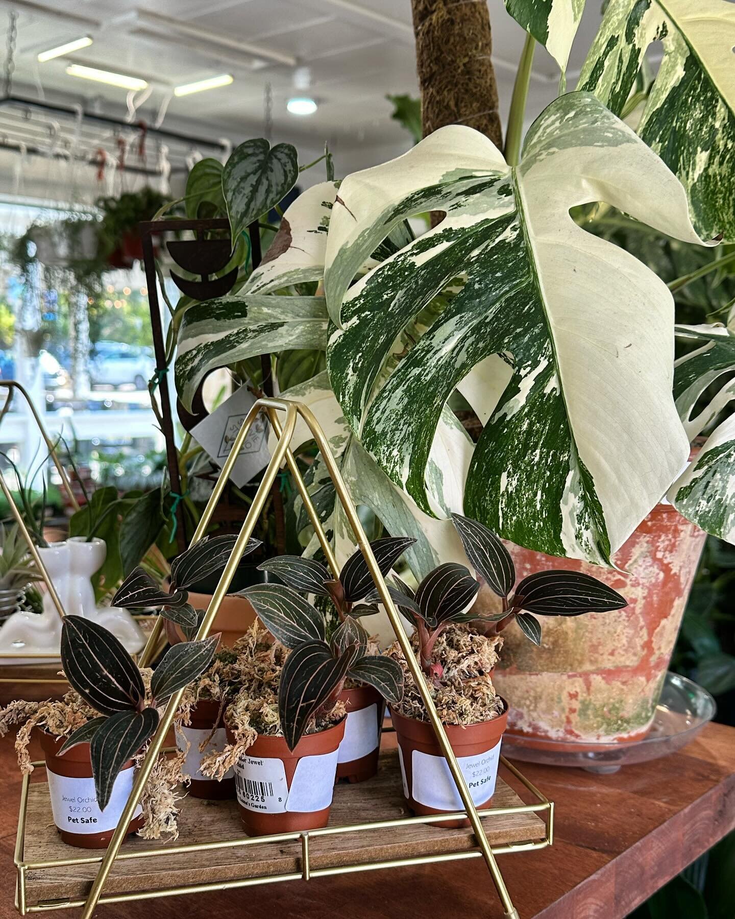 I&rsquo;m just a girl, standing in a plant shop, willing all the plants to come home with me 🥰🪴💕
&bull;
&bull;
&bull;
#monsteraalboborsigianavariegata #plantsmakepeoplehappy #plantsofinstagram #plantsbythevillage #curlyruplants