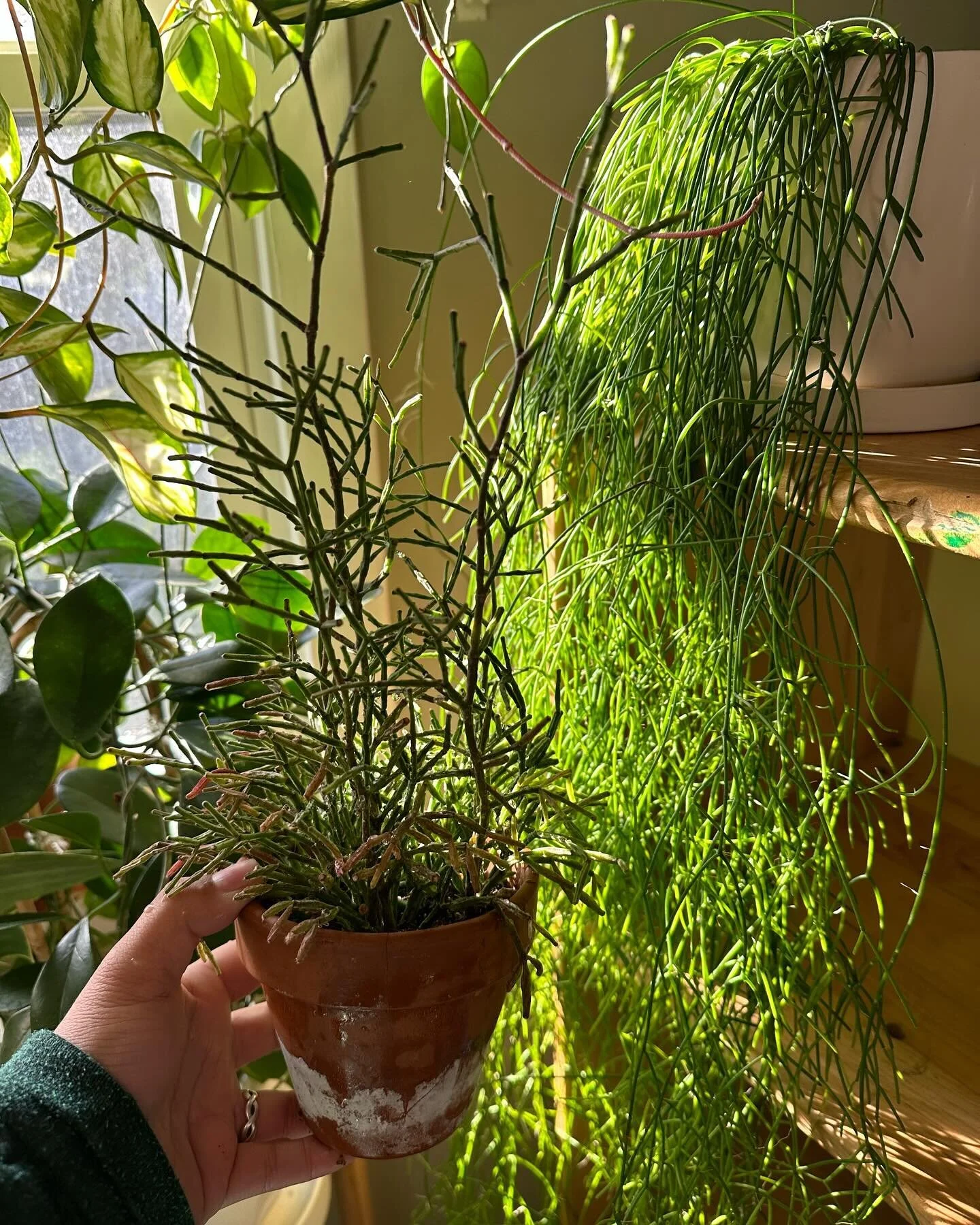 Rhipsalis appreciation post ✨

I got both my #RhipsalisBurchellii + #RhipsalisCereuscula from @plants_by_the_pool 

I love them because they are super low maintenance + sunstress beautifully (swipe) 🪴☀️ 
&bull;
&bull;
#plantsmakepeoplehappy #plantso