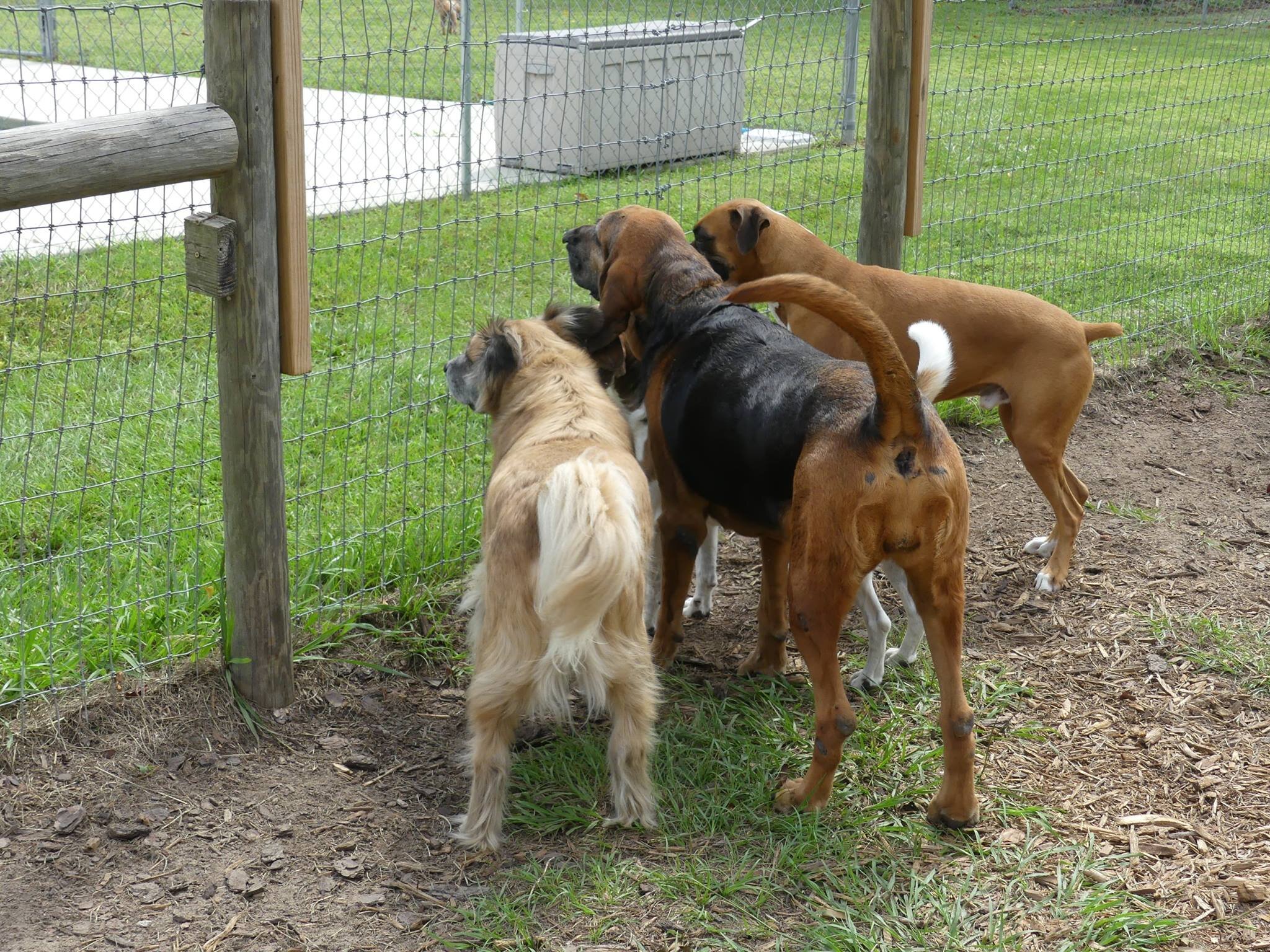 dogs-fence.jpg