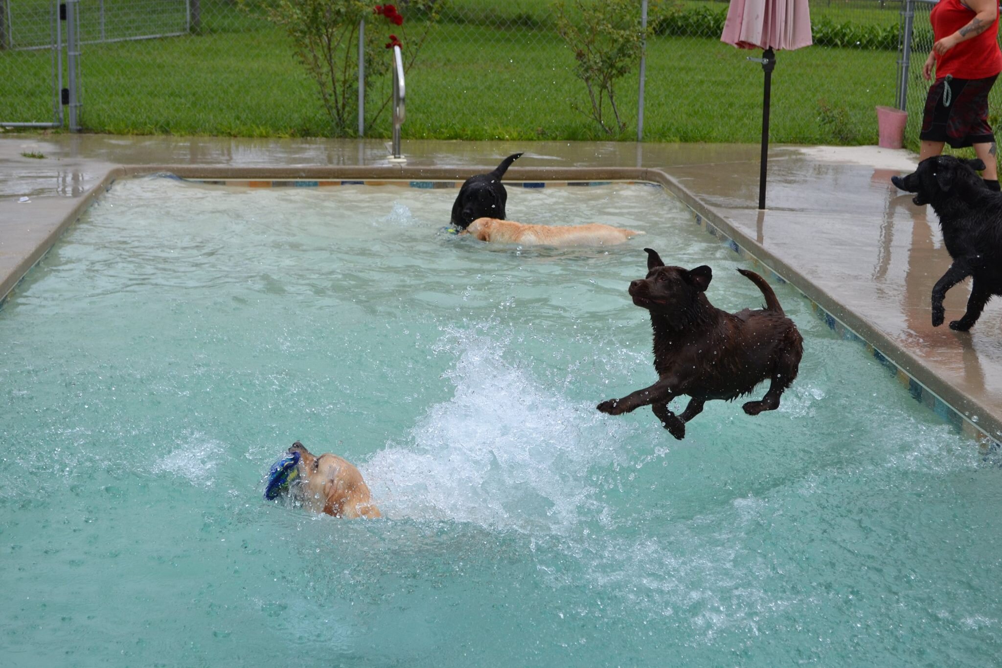 dogs-pool.jpg