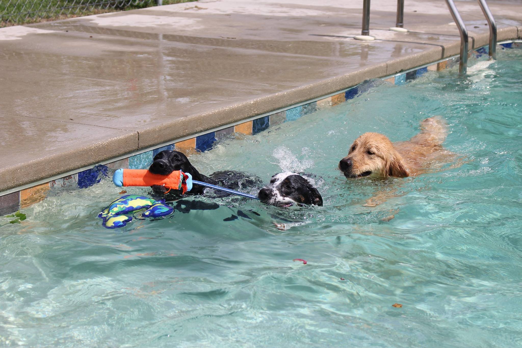 dogs-pool2.jpg