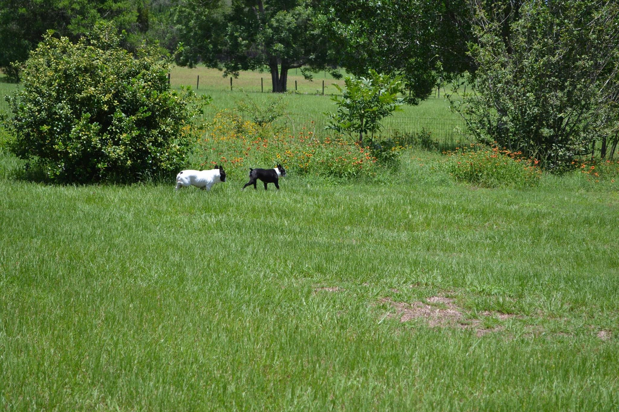 littledogs-meadow.jpg