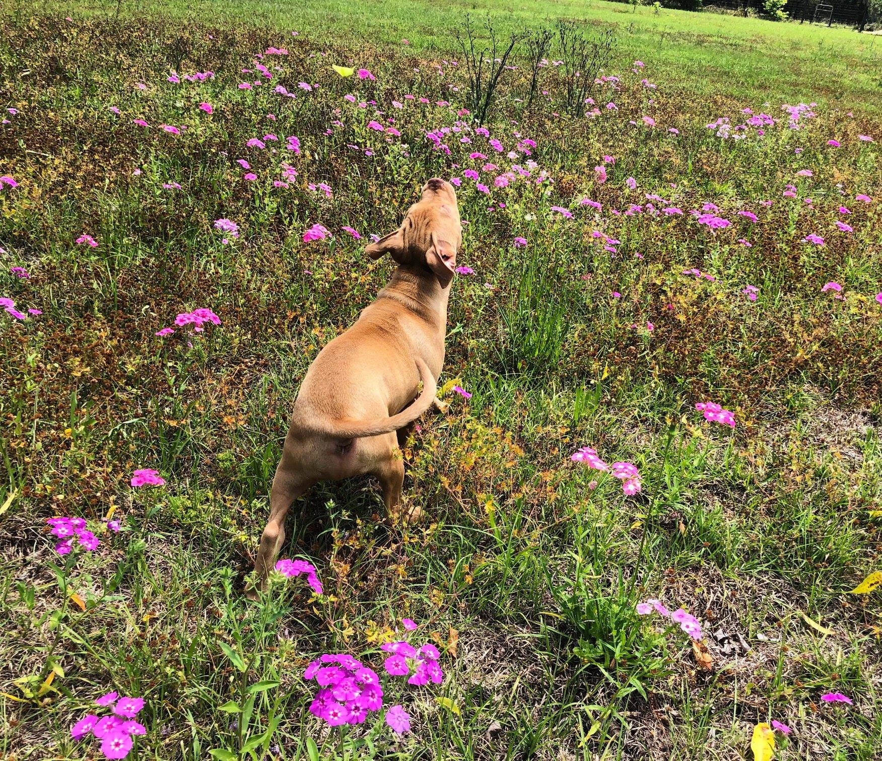 pup-flowers.jpg