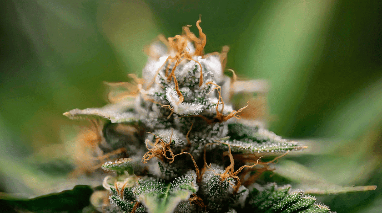 Can cannabis help you lose weight?