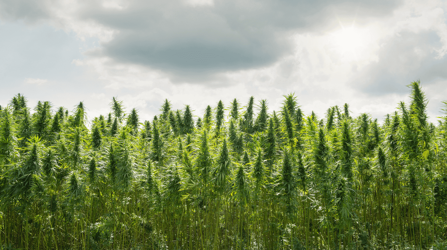 Best cannabis strains for ADHD