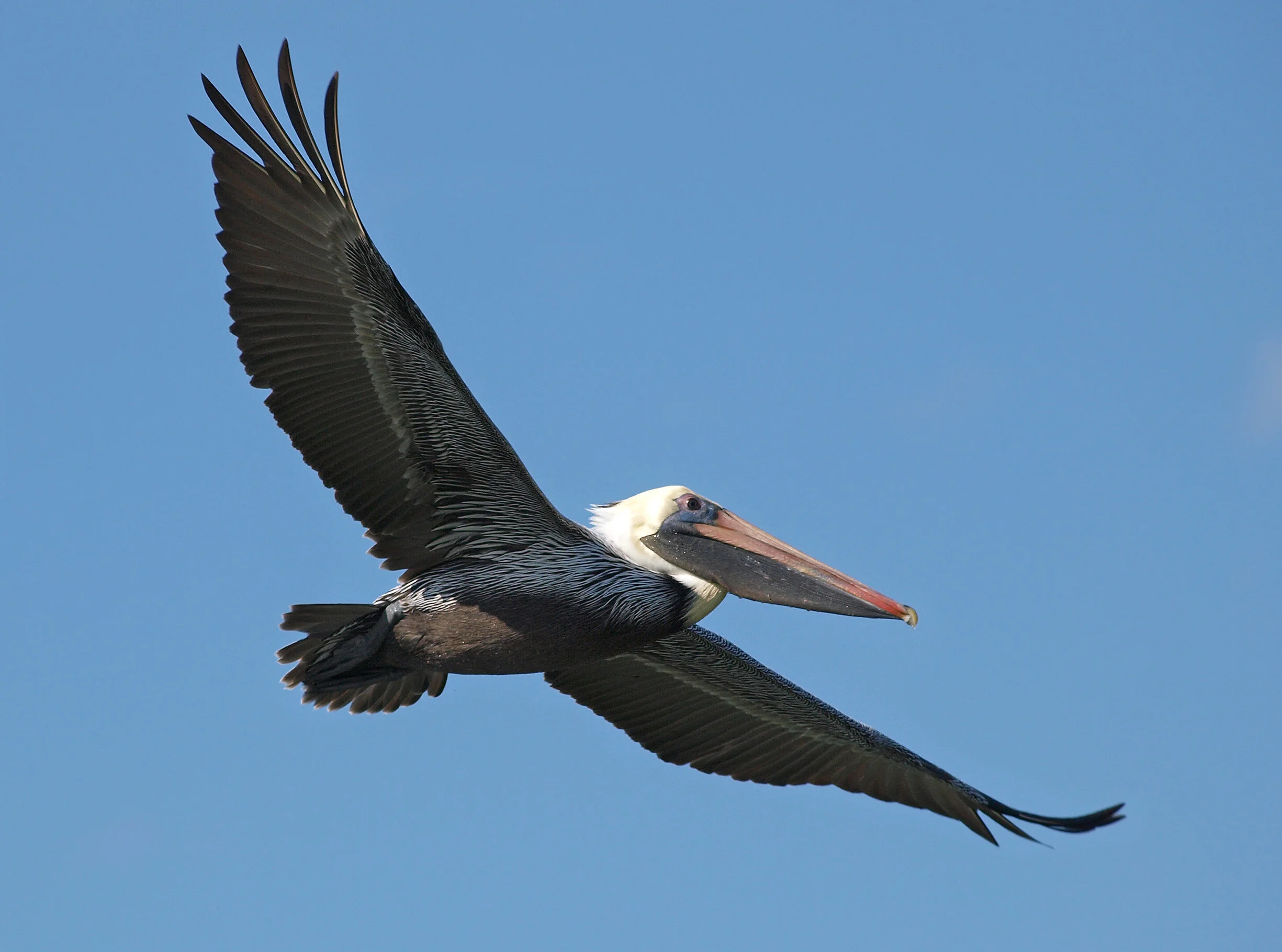 pelican090340.jpg