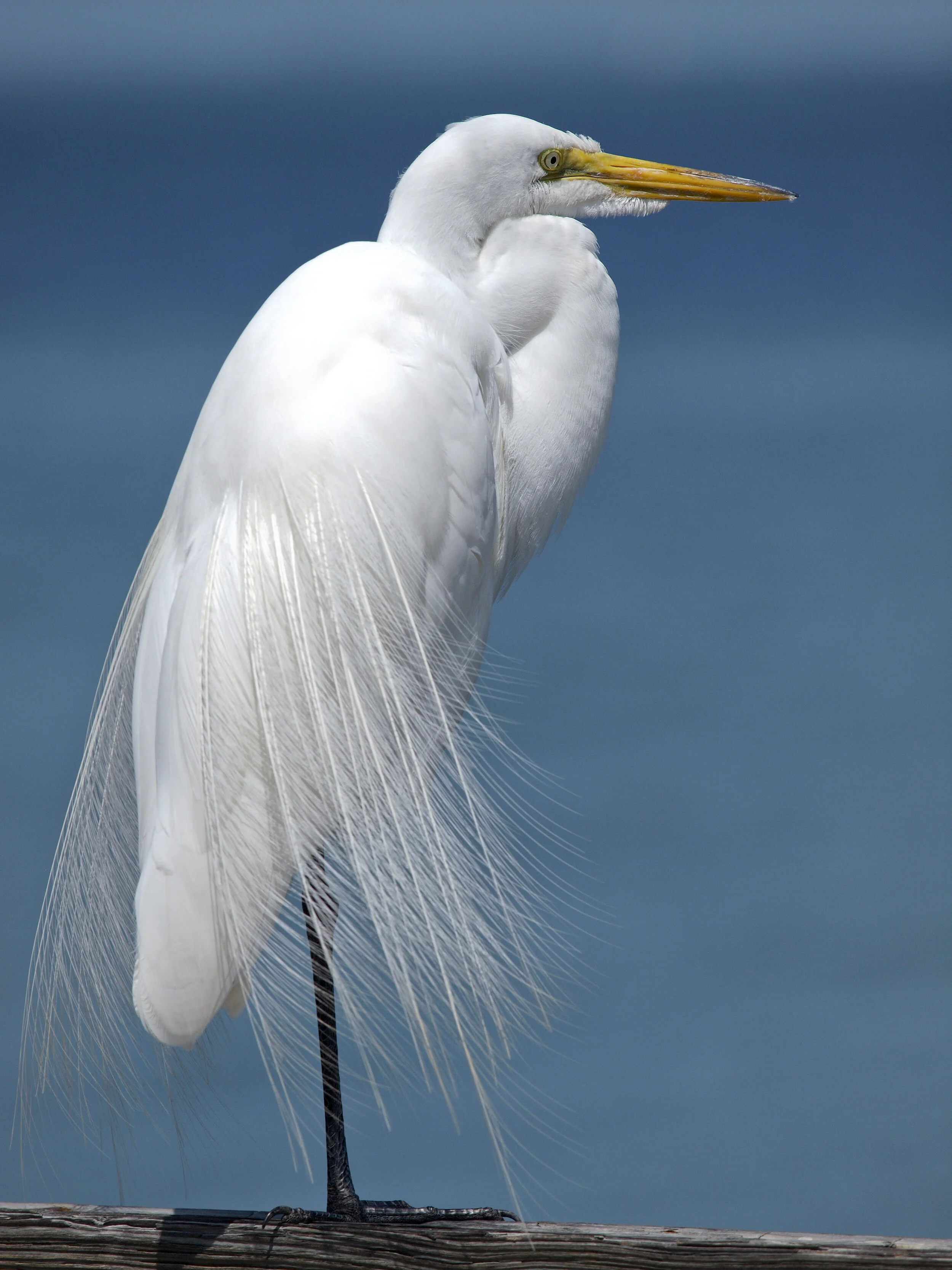 egret5953.jpg