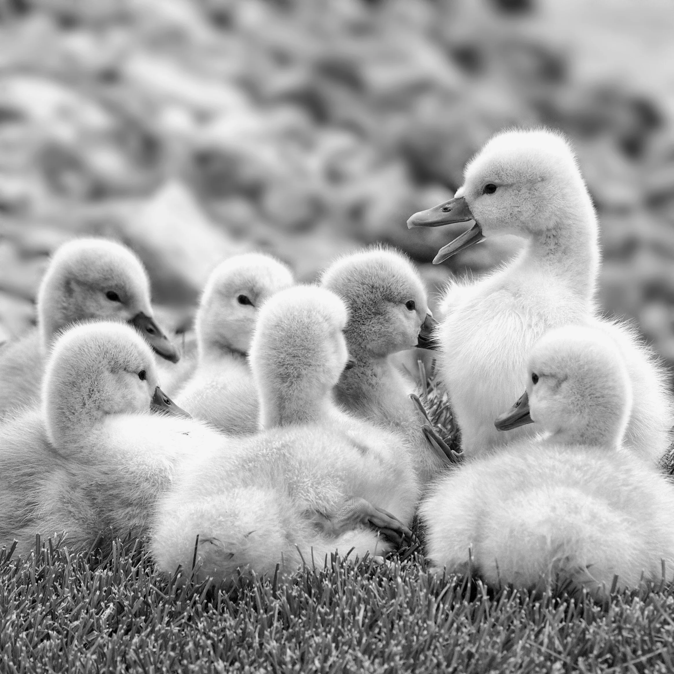 babyswan6098sq_b&w.jpg
