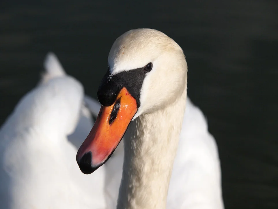 swan60291e.jpg