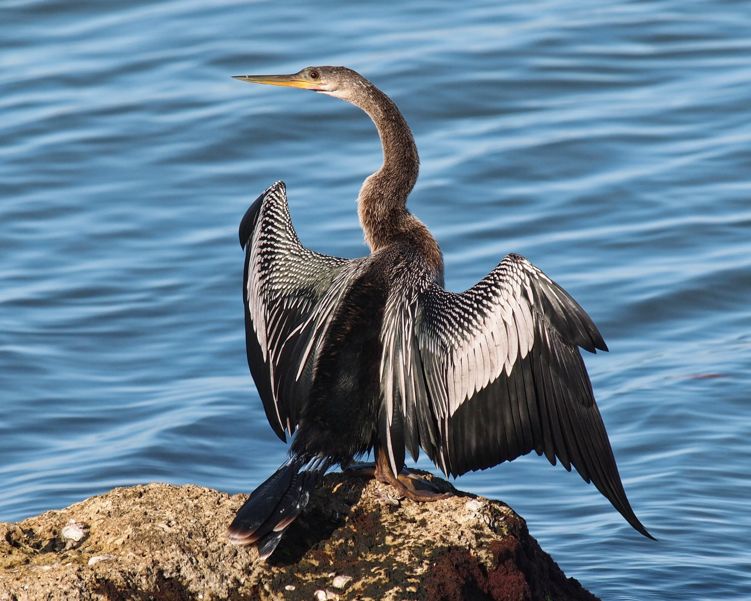 cormorant9602.jpg